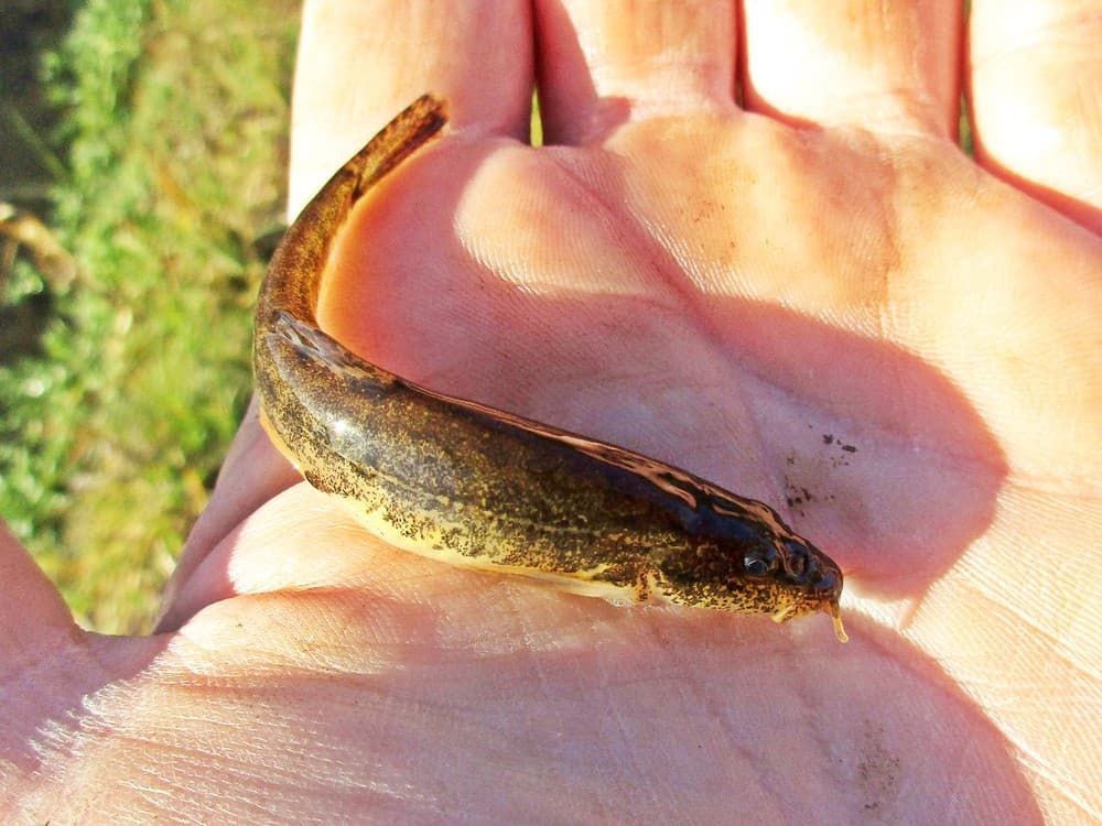 Stone Loach