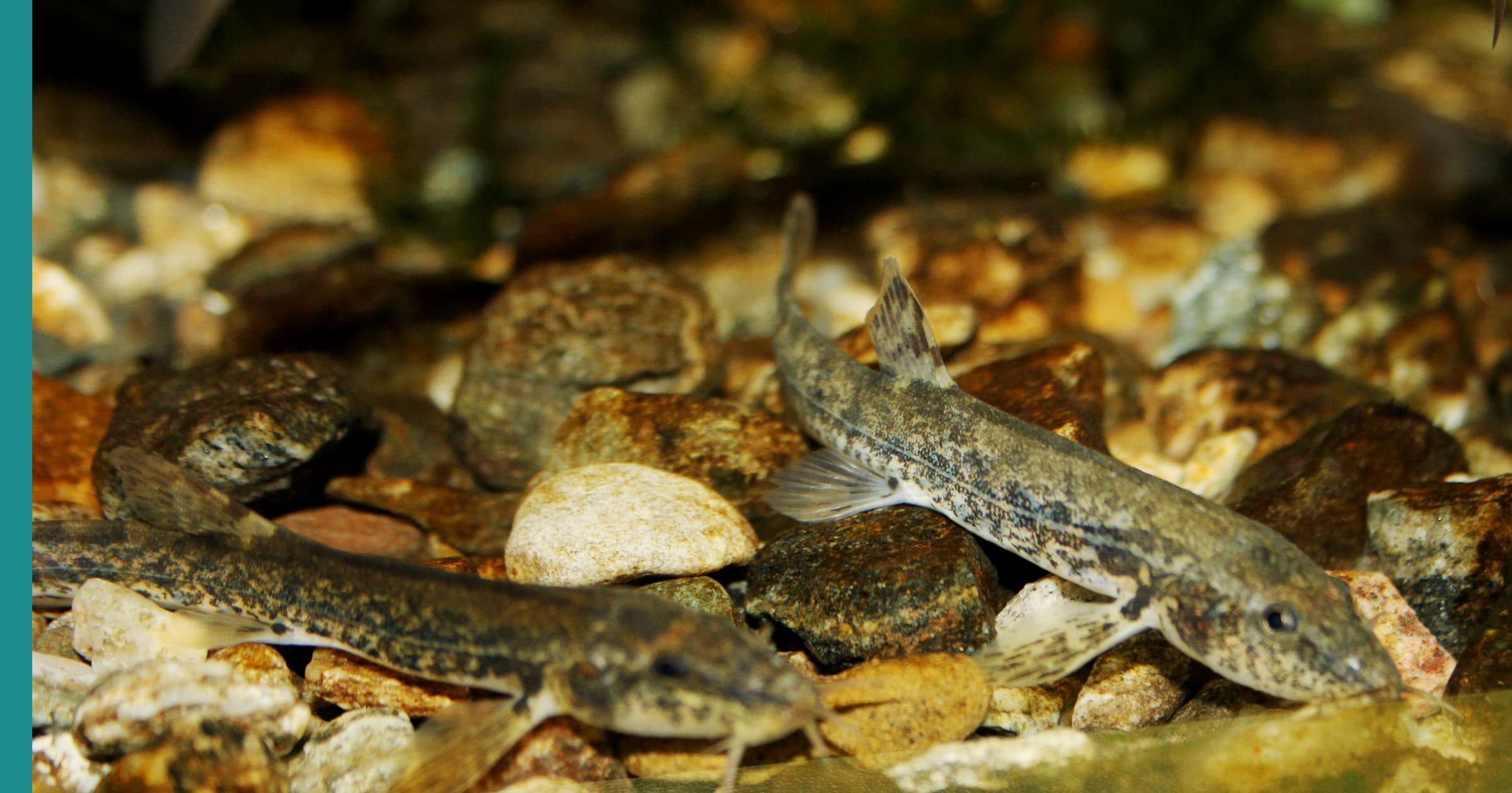 Stone Loach