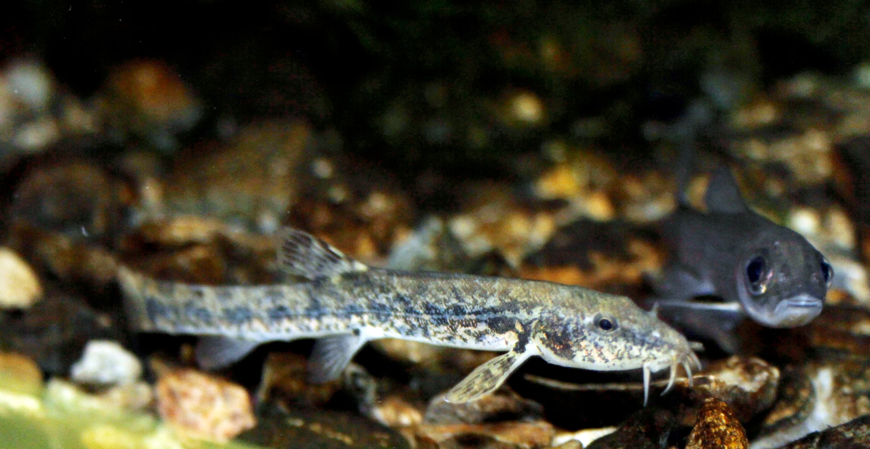 Stone Loach