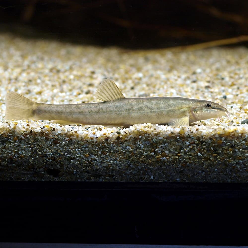 Stone Loach