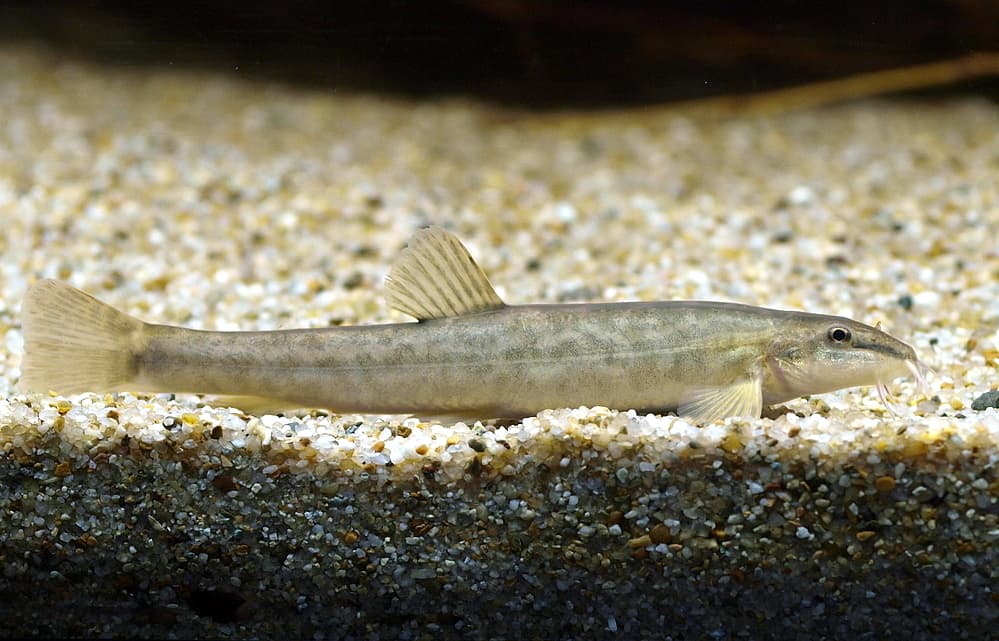 Stone Loach