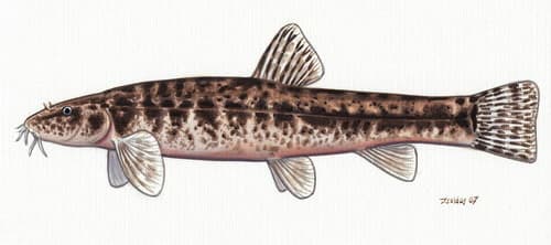 Stone Loach
