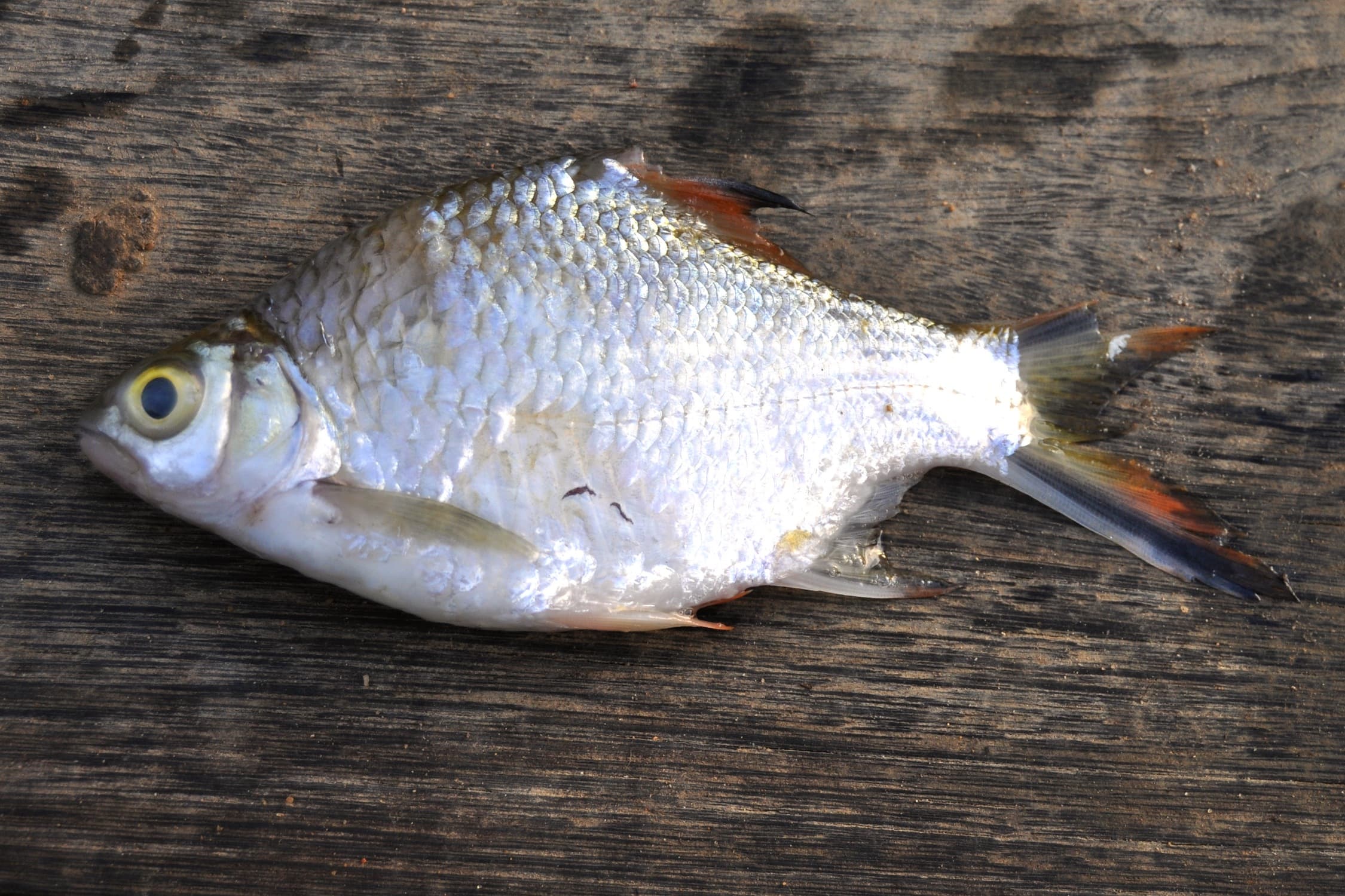 Tinfoil Barb