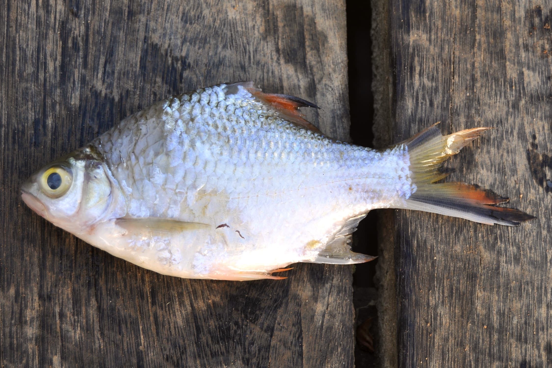 Tinfoil Barb