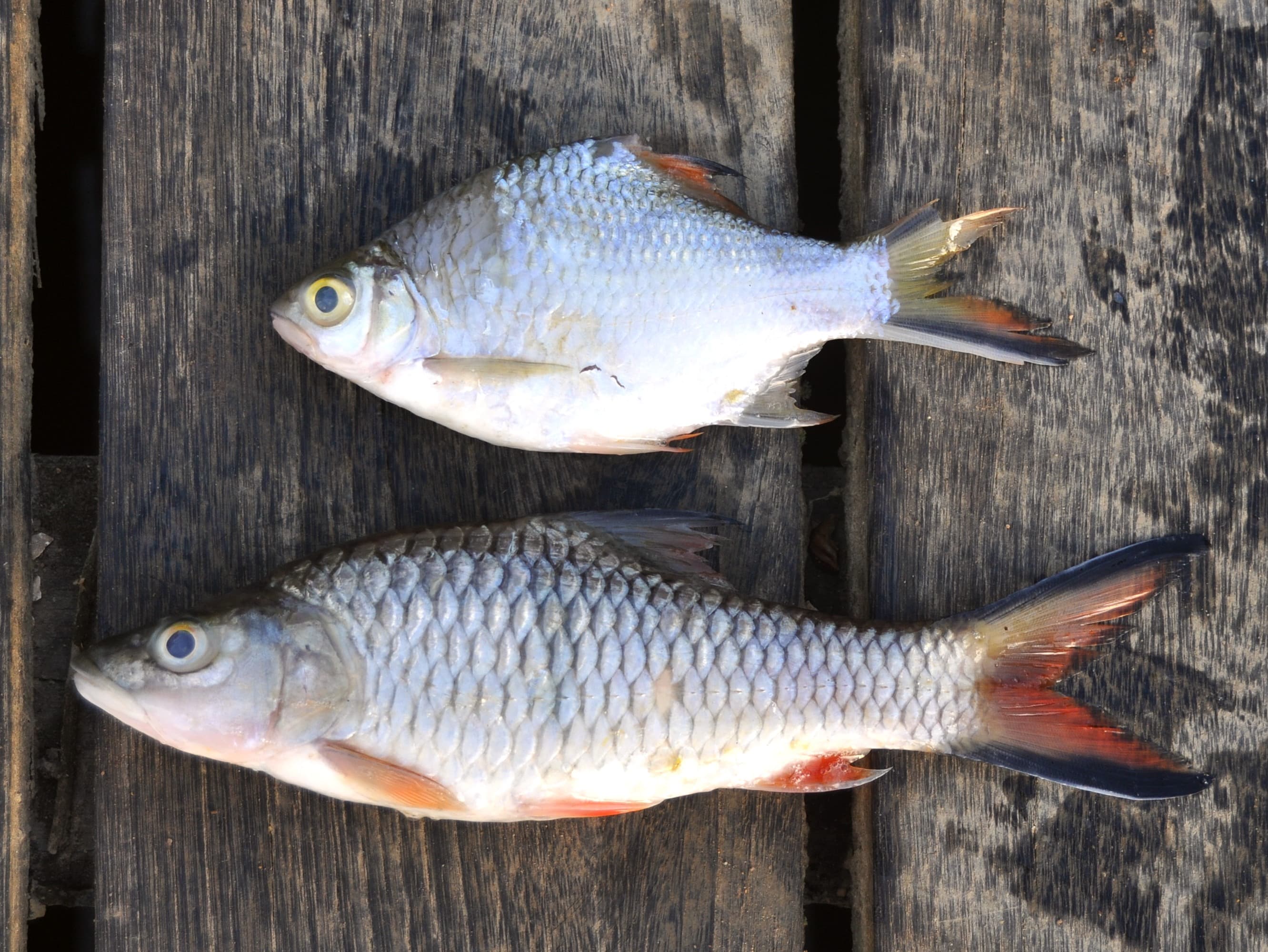 Tinfoil Barb