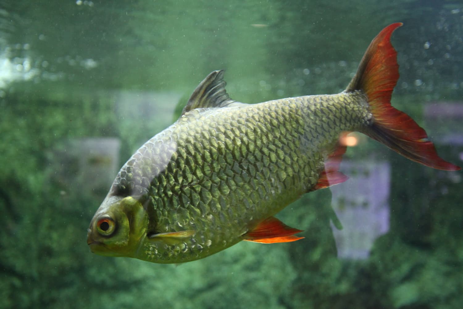 Tinfoil Barb