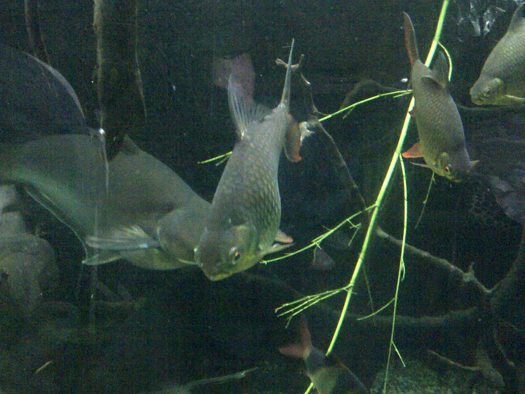 Tinfoil Barb