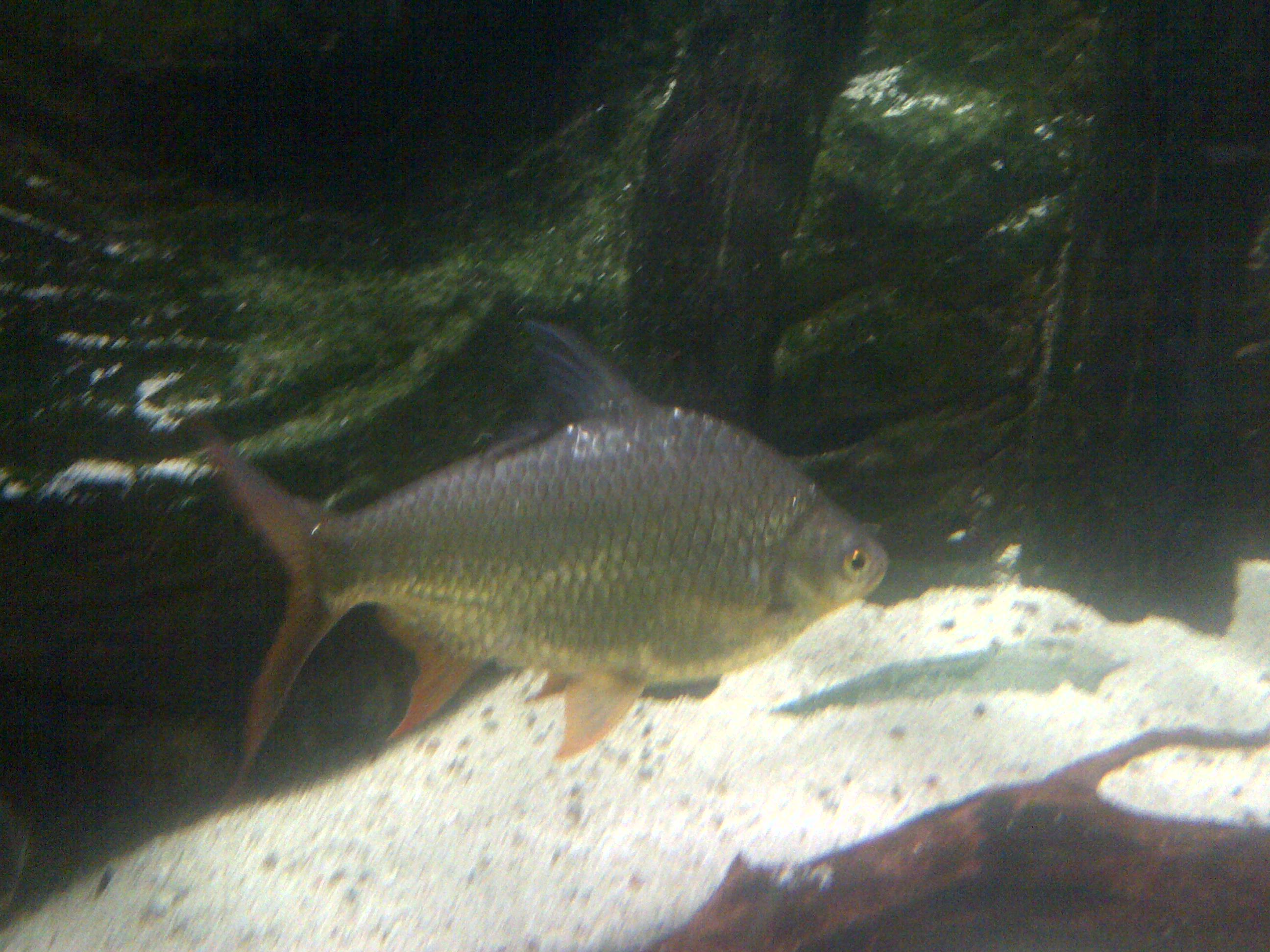 Tinfoil Barb