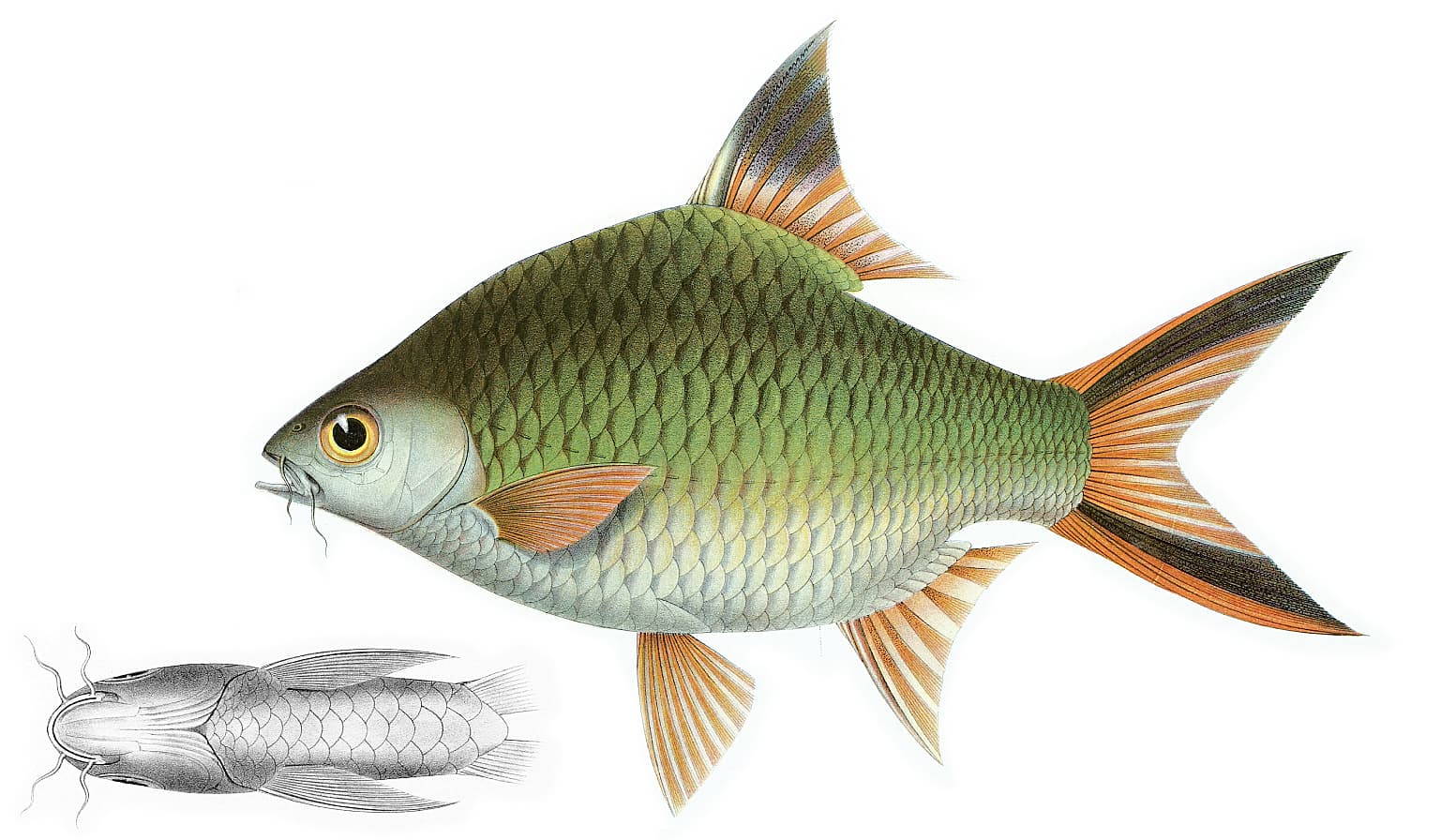 Tinfoil Barb