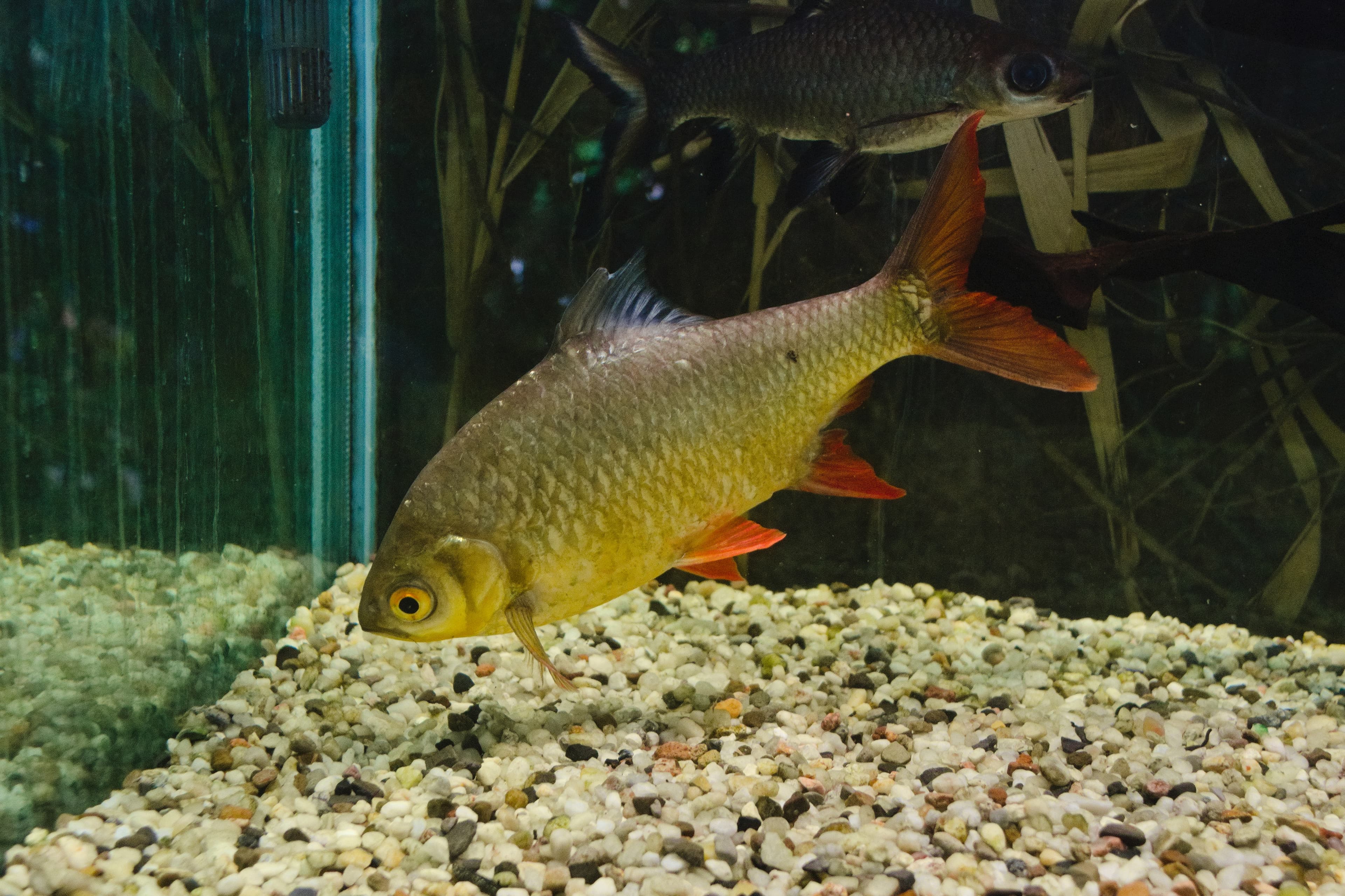 Tinfoil Barb