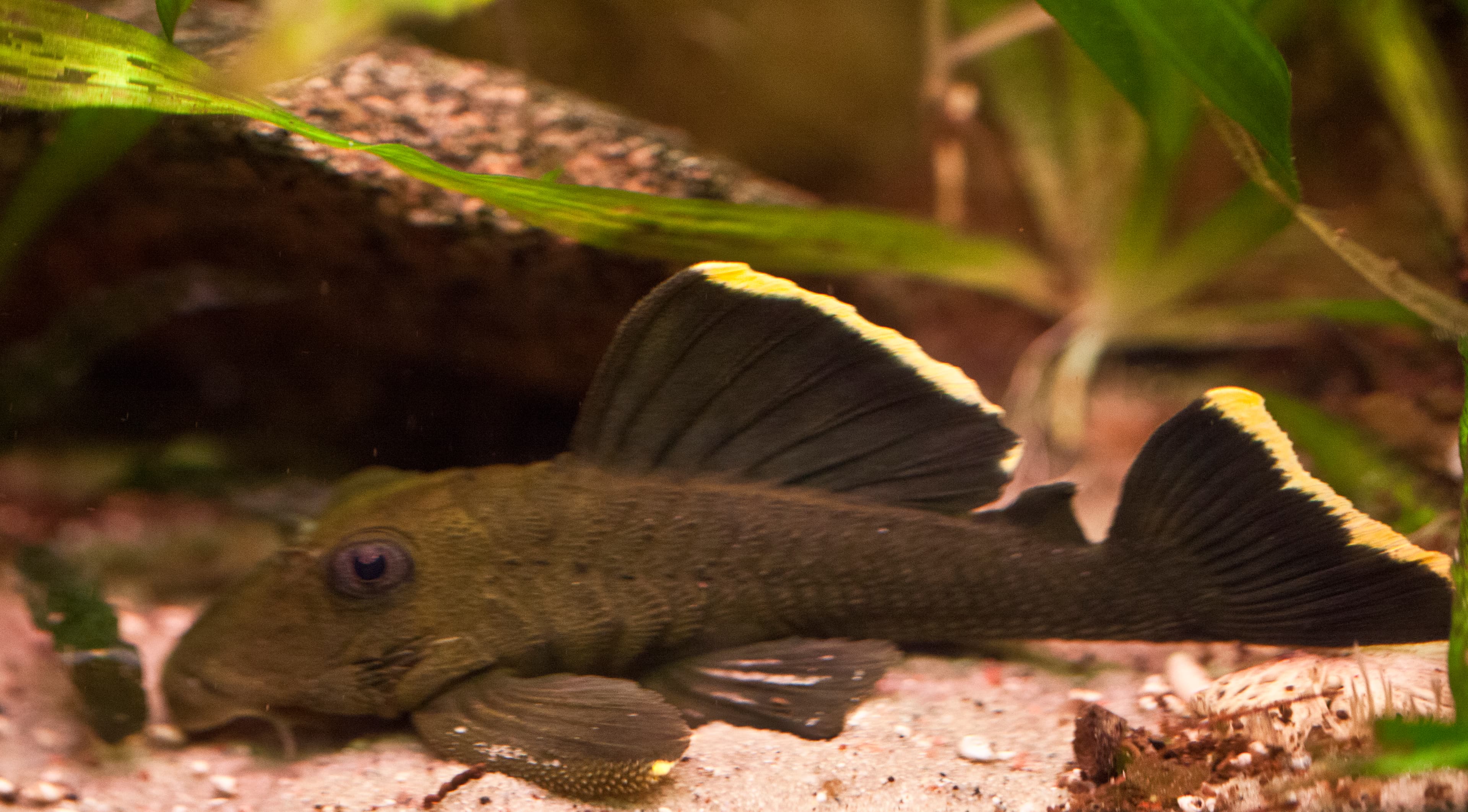 Magnum Orangeseam Pleco