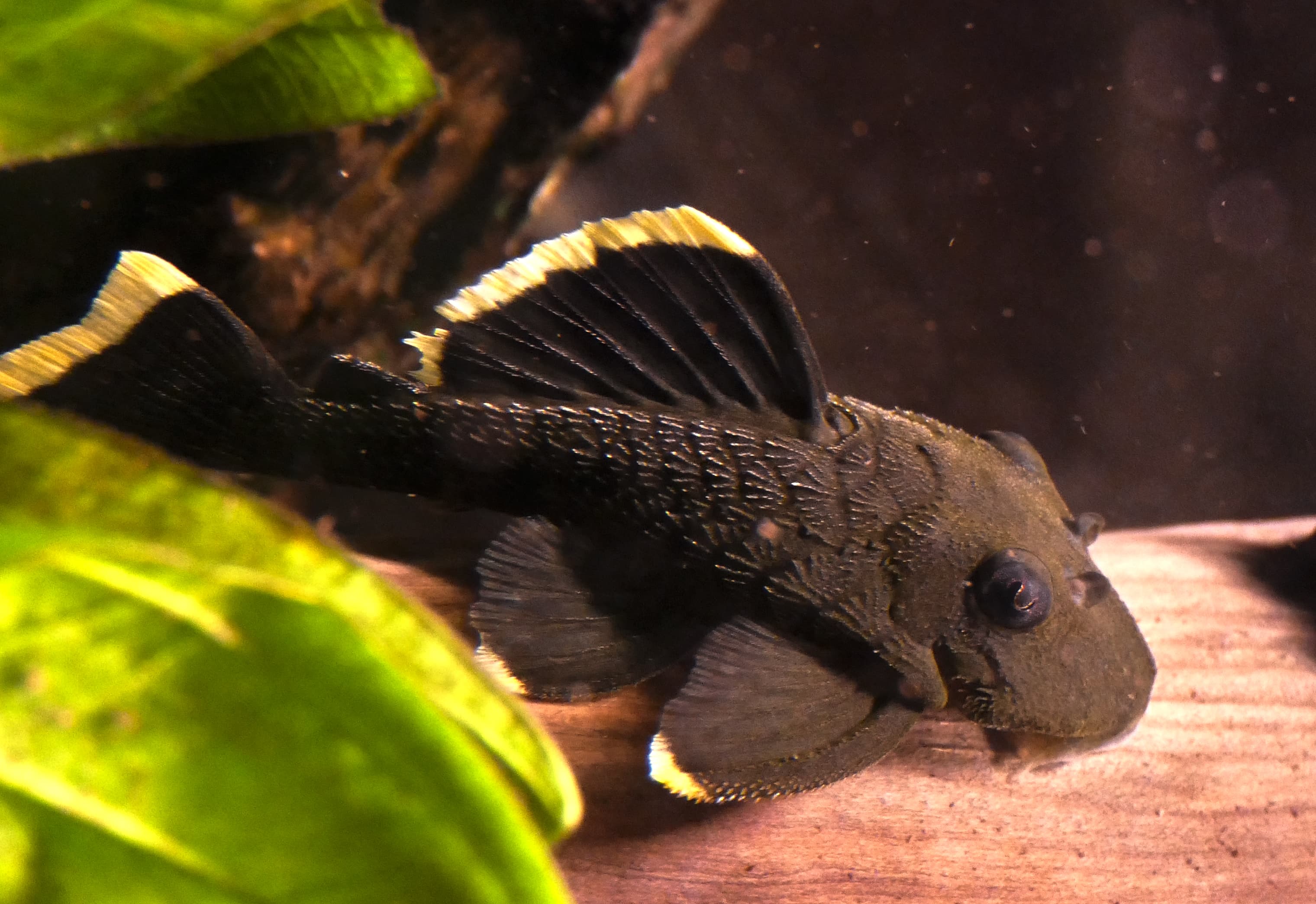 Magnum Orangeseam Pleco