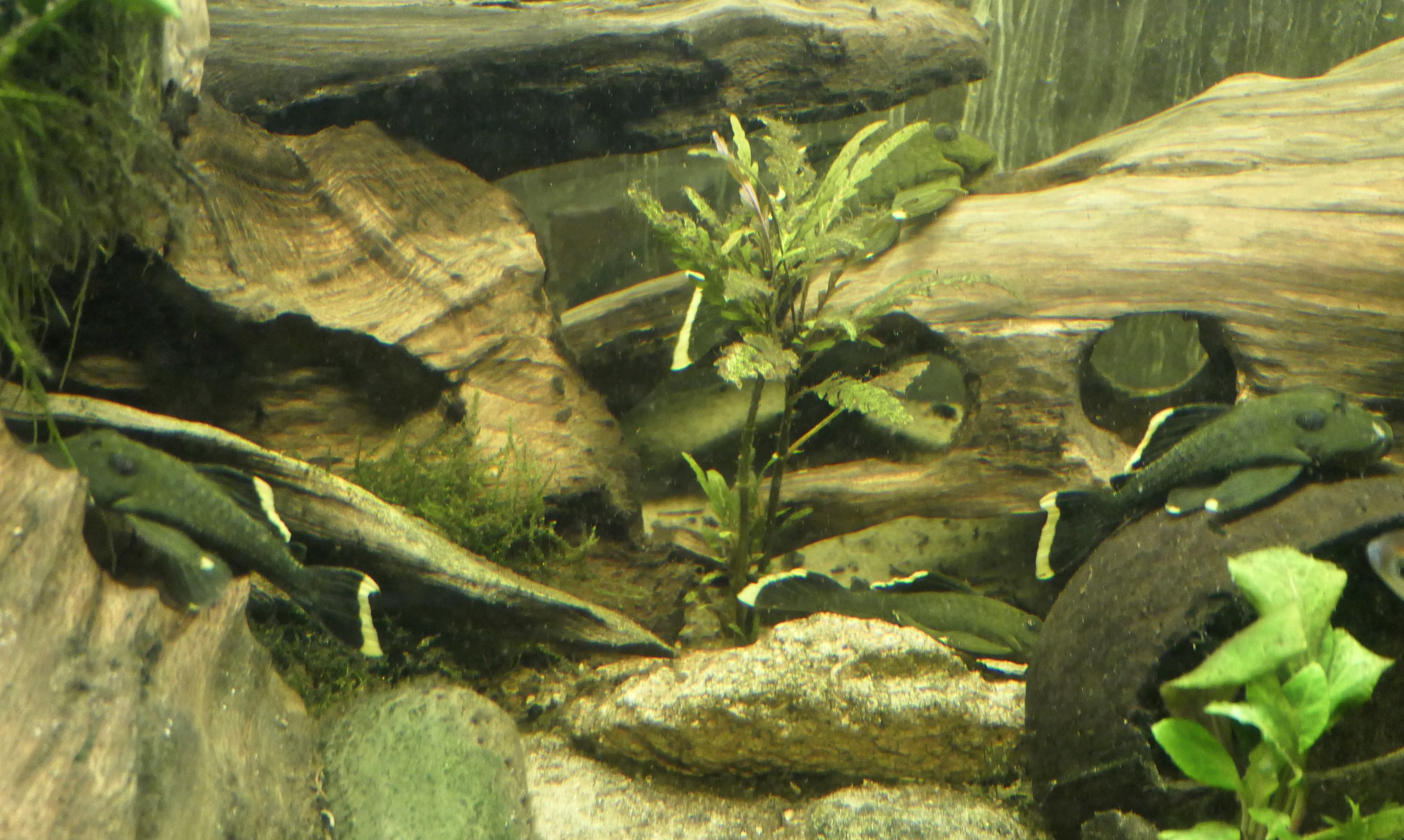 Magnum Pleco