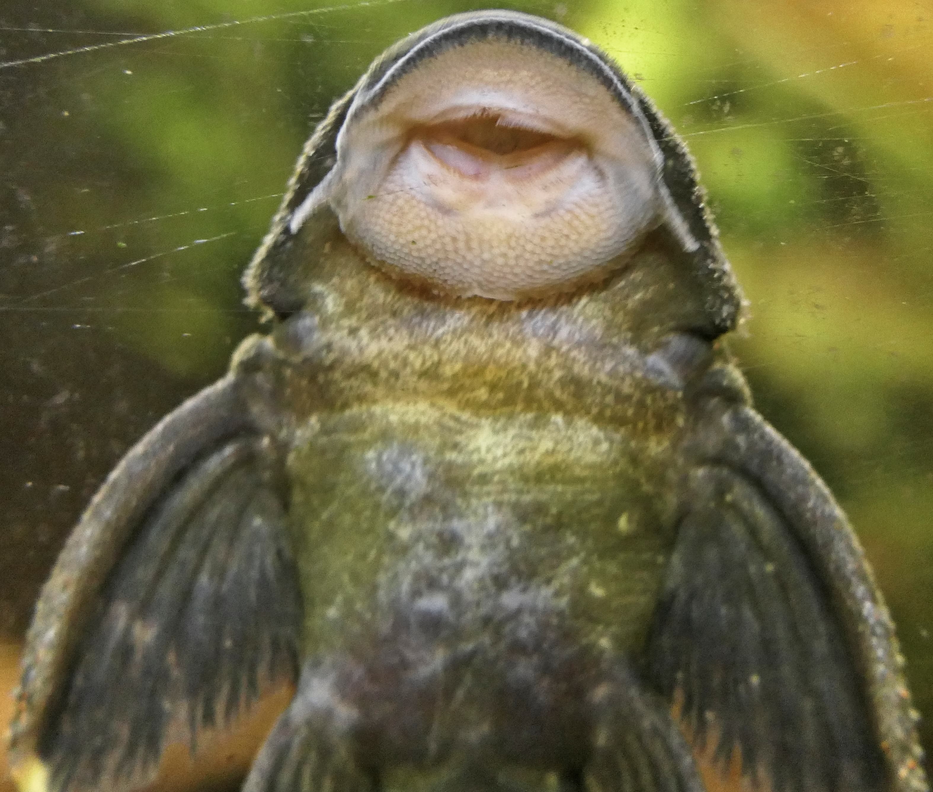 Magnum Pleco