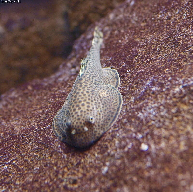 Chinese Hillstream Loach