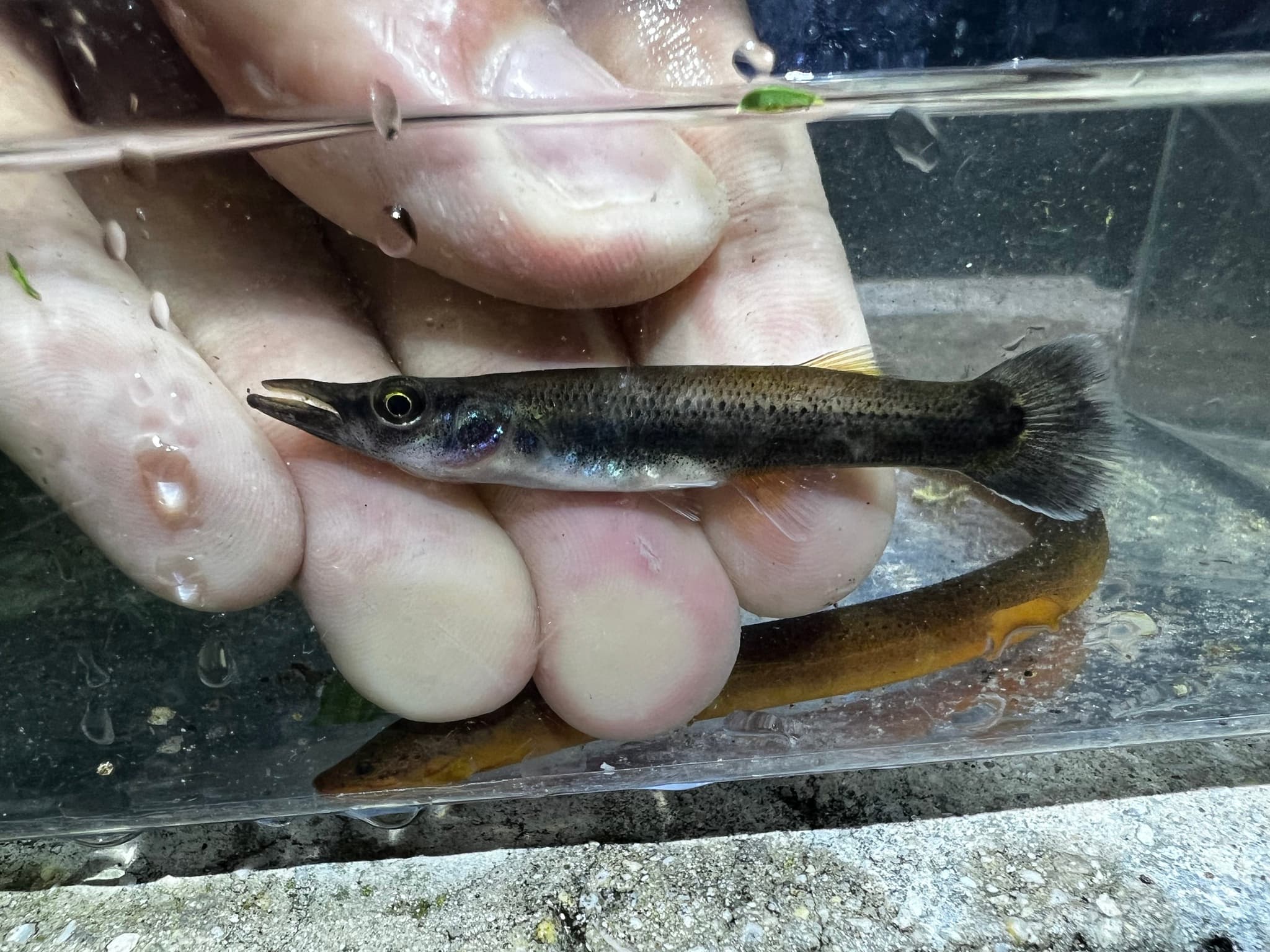Pike Topminnow
