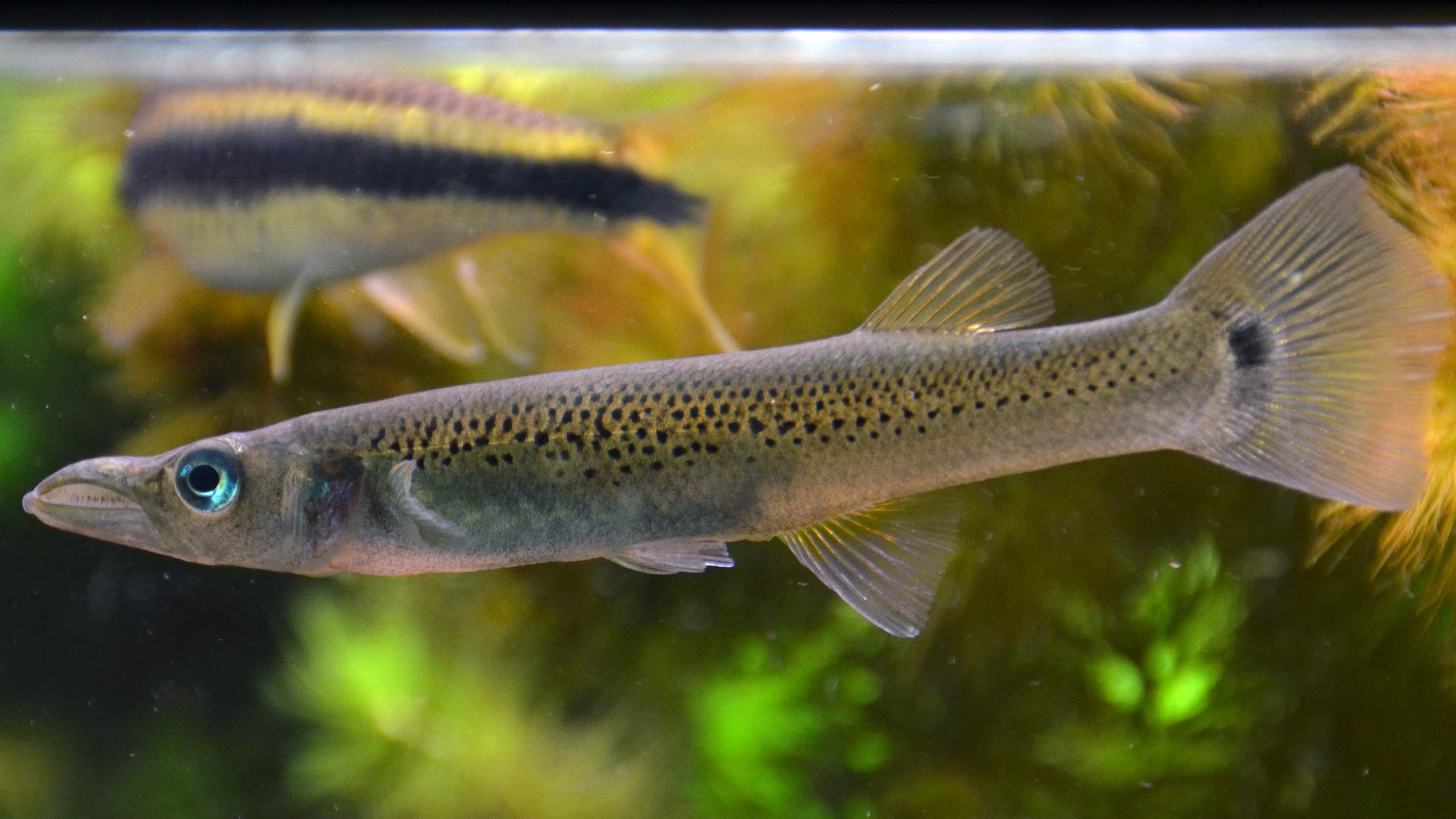 Pike Livebearer