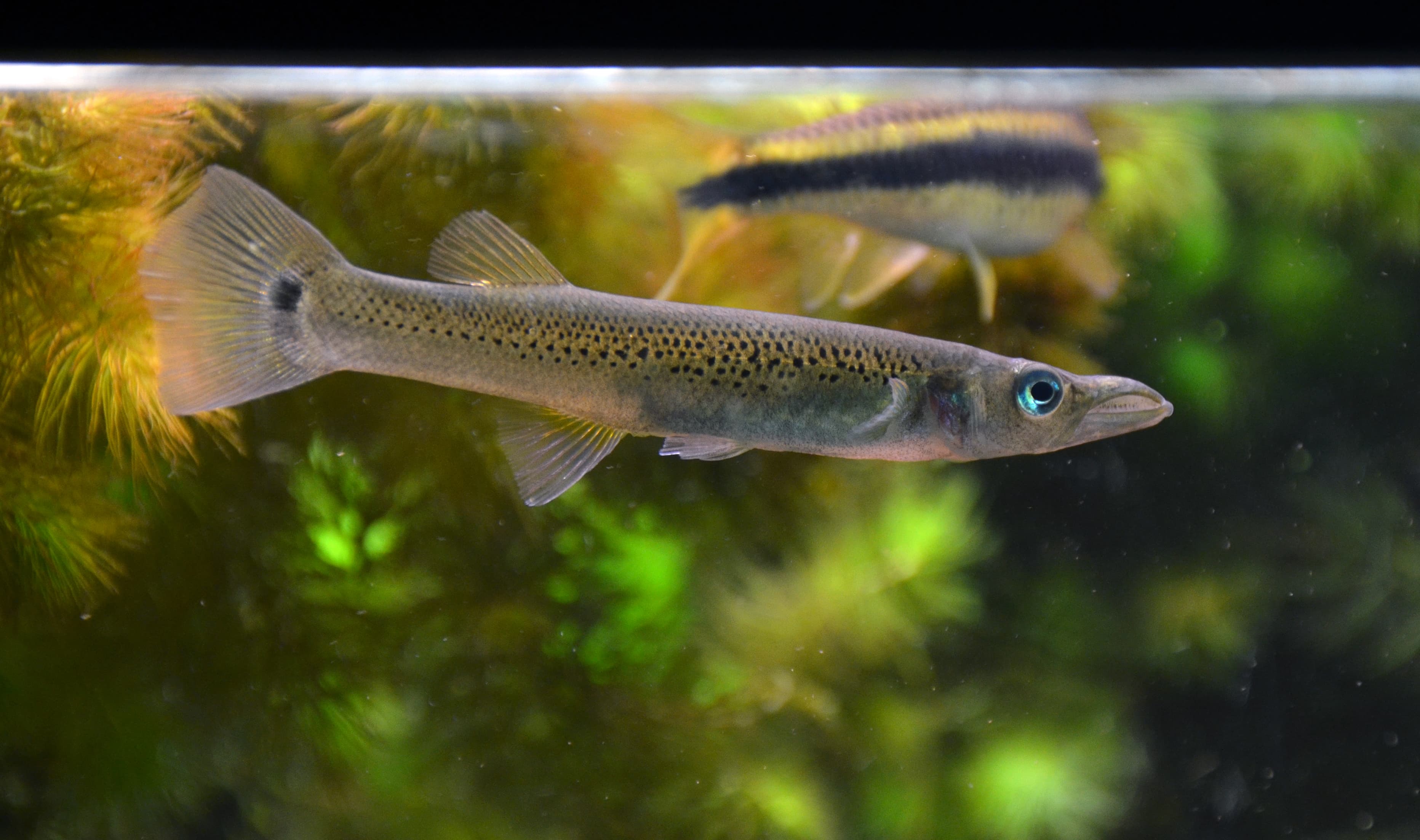 Pike Livebearer