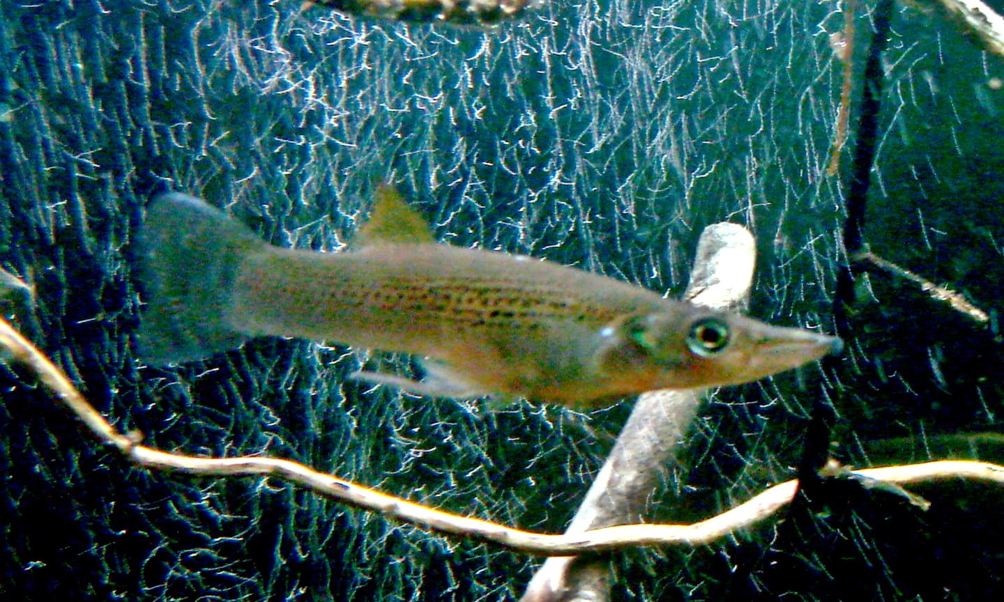 Pike Livebearer
