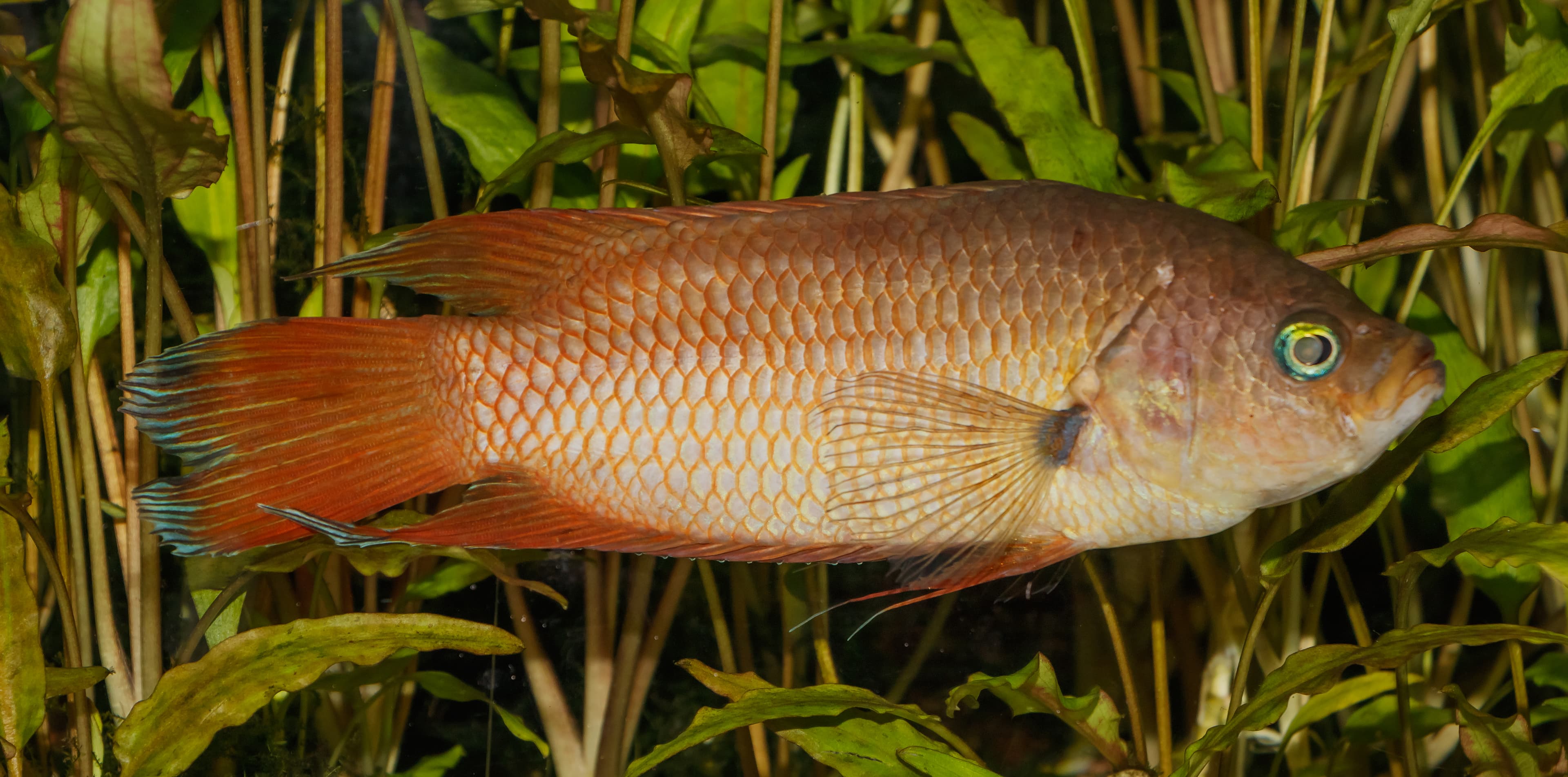 Ceylonese Combtail
