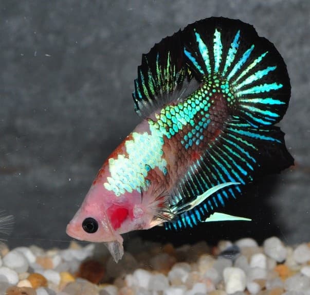 Marble Betta Fish