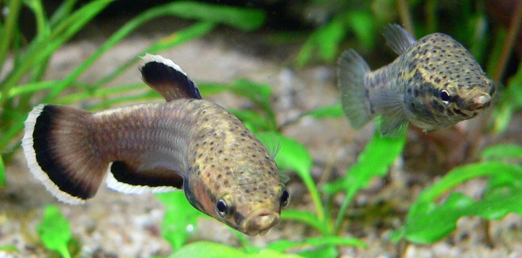 White-Seam Betta