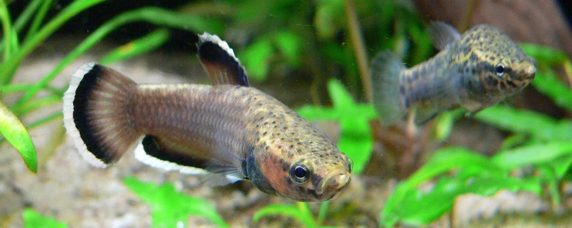 White-Seam Betta