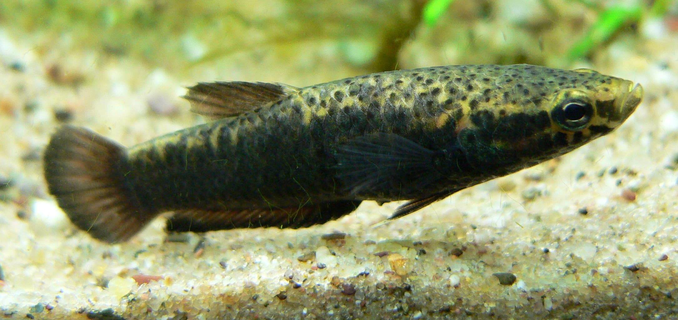 White-Seam Betta