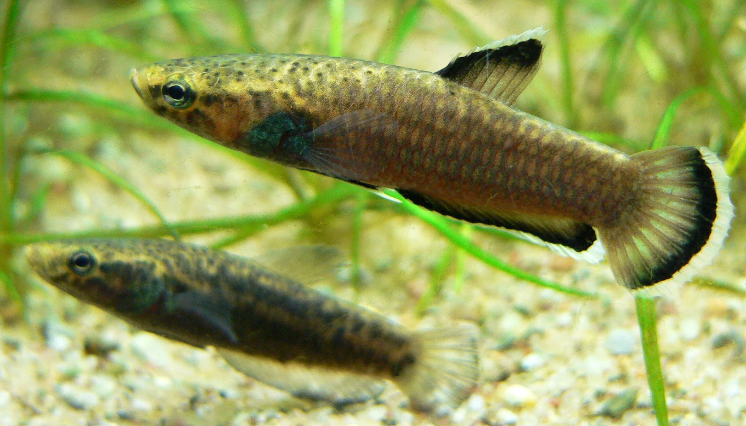 White-Seam Betta