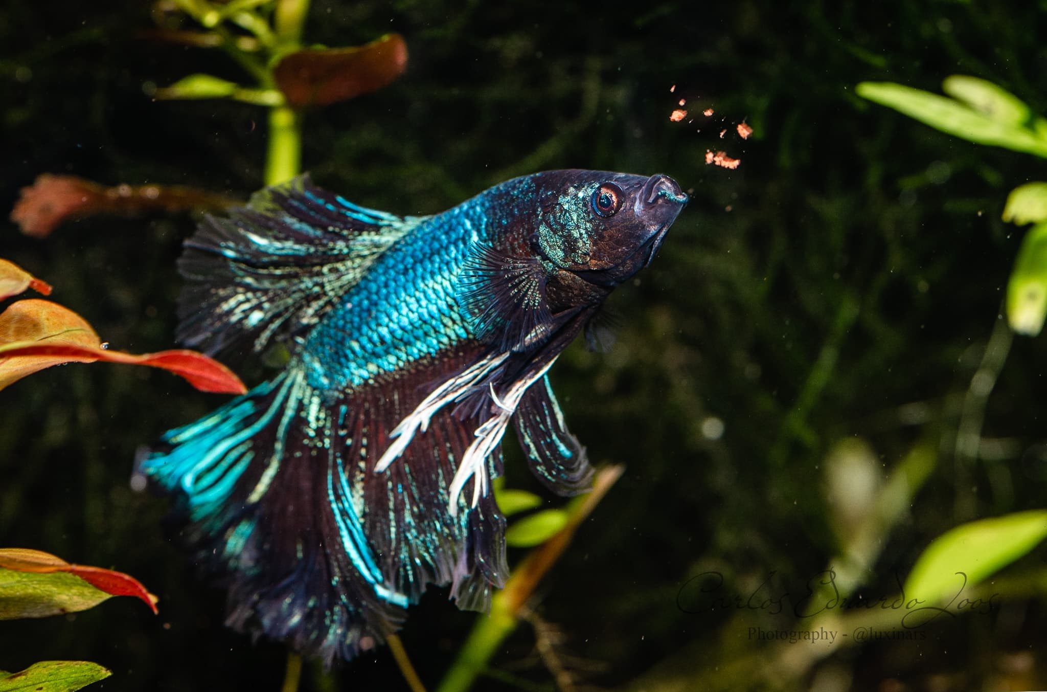 Betta Fish