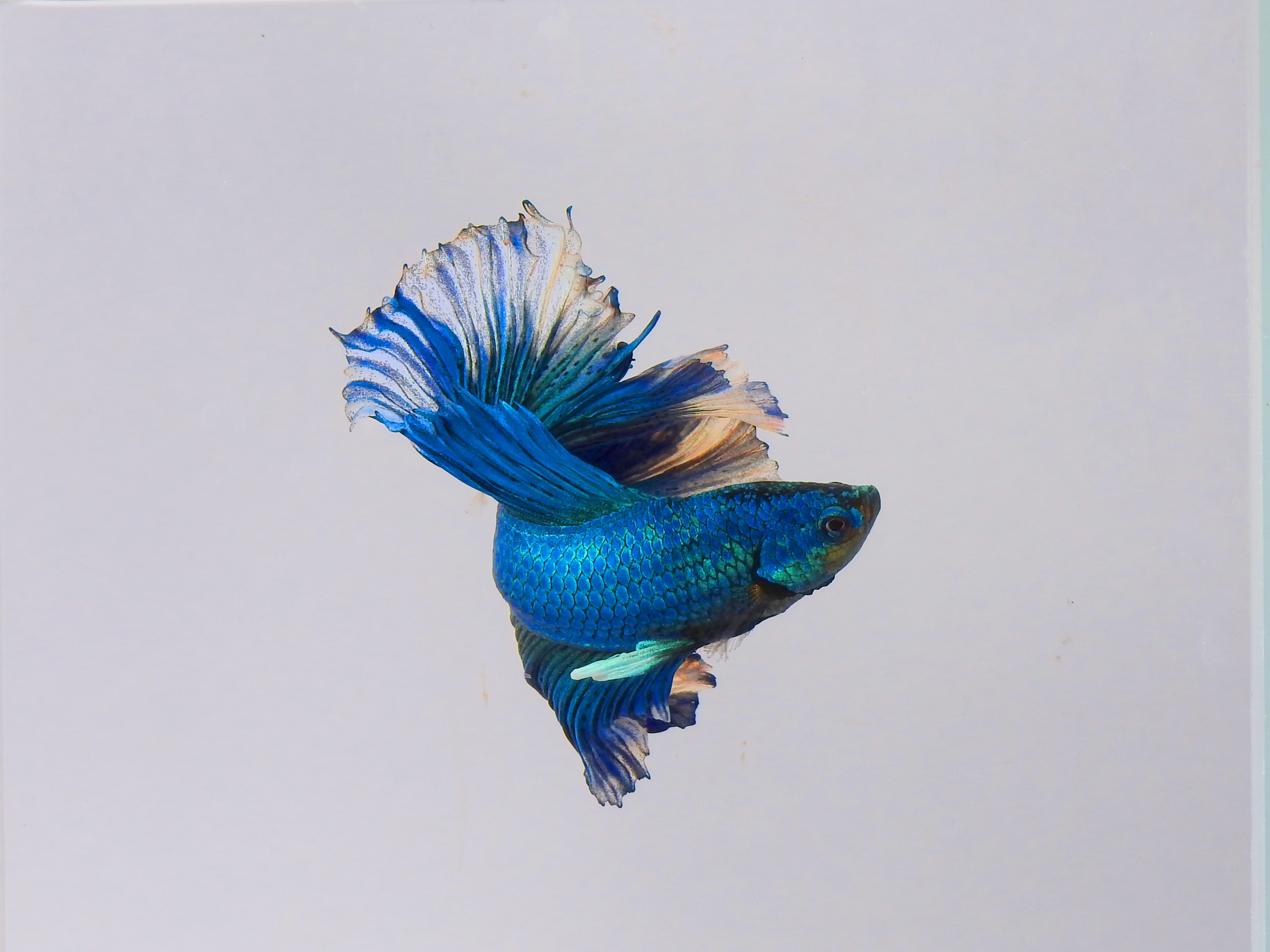 Halfmoon Betta