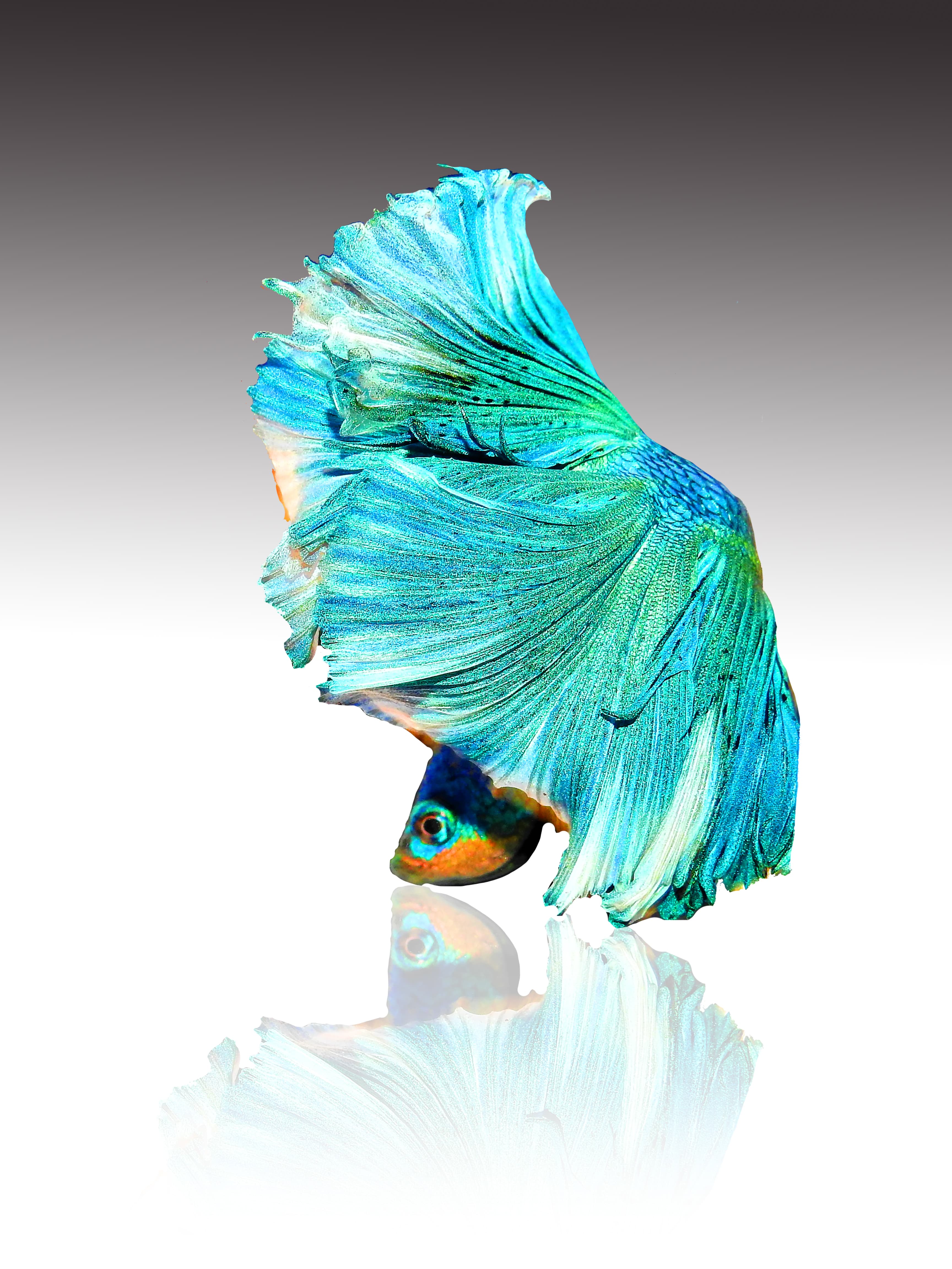 Halfmoon Betta