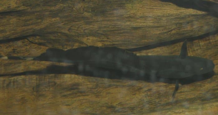 Knifefish (Black Ghost)