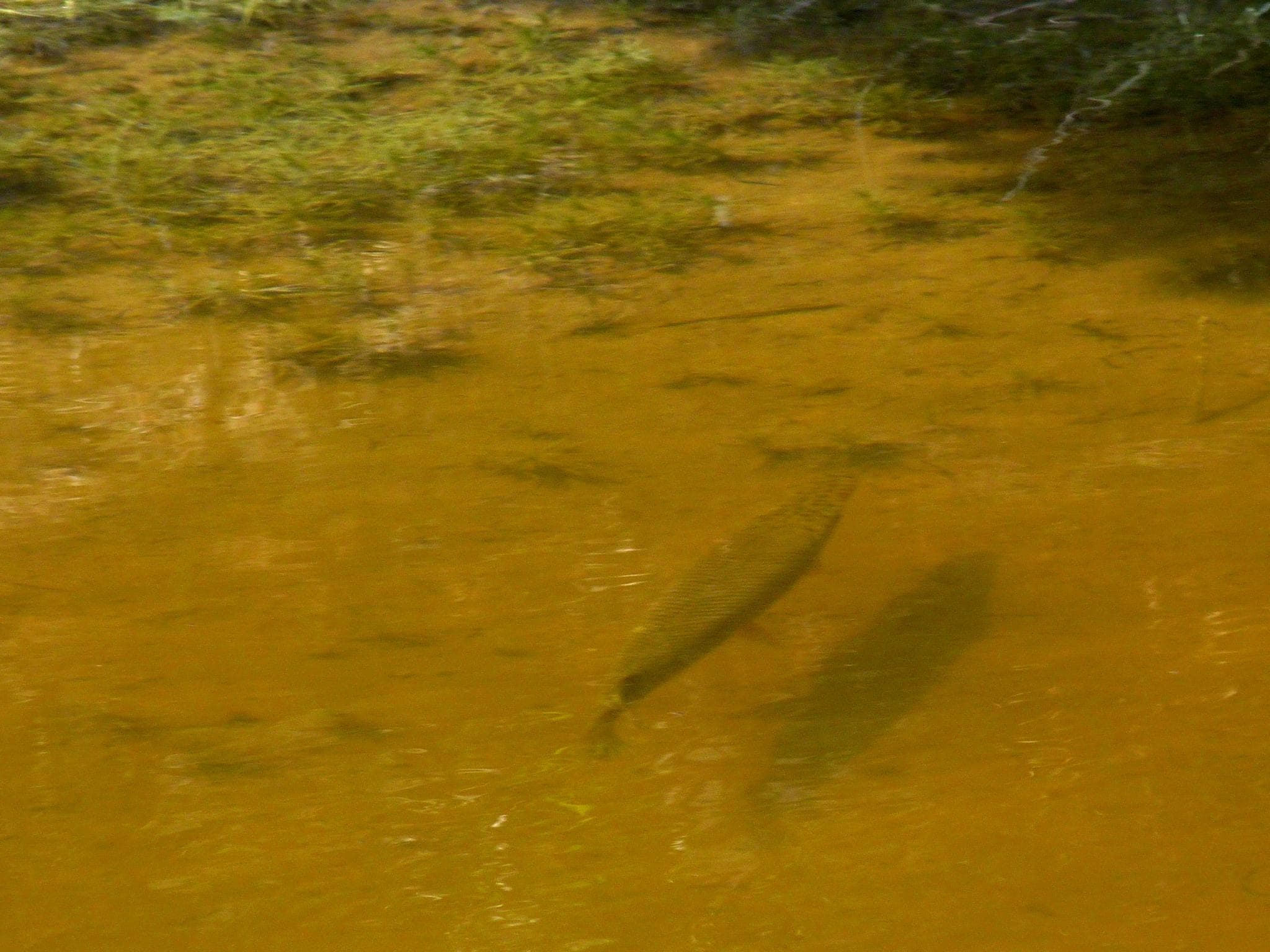 Florida Gar