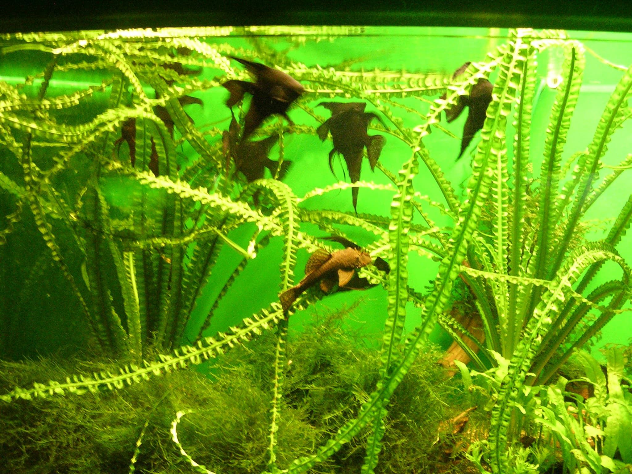 Angelfish
