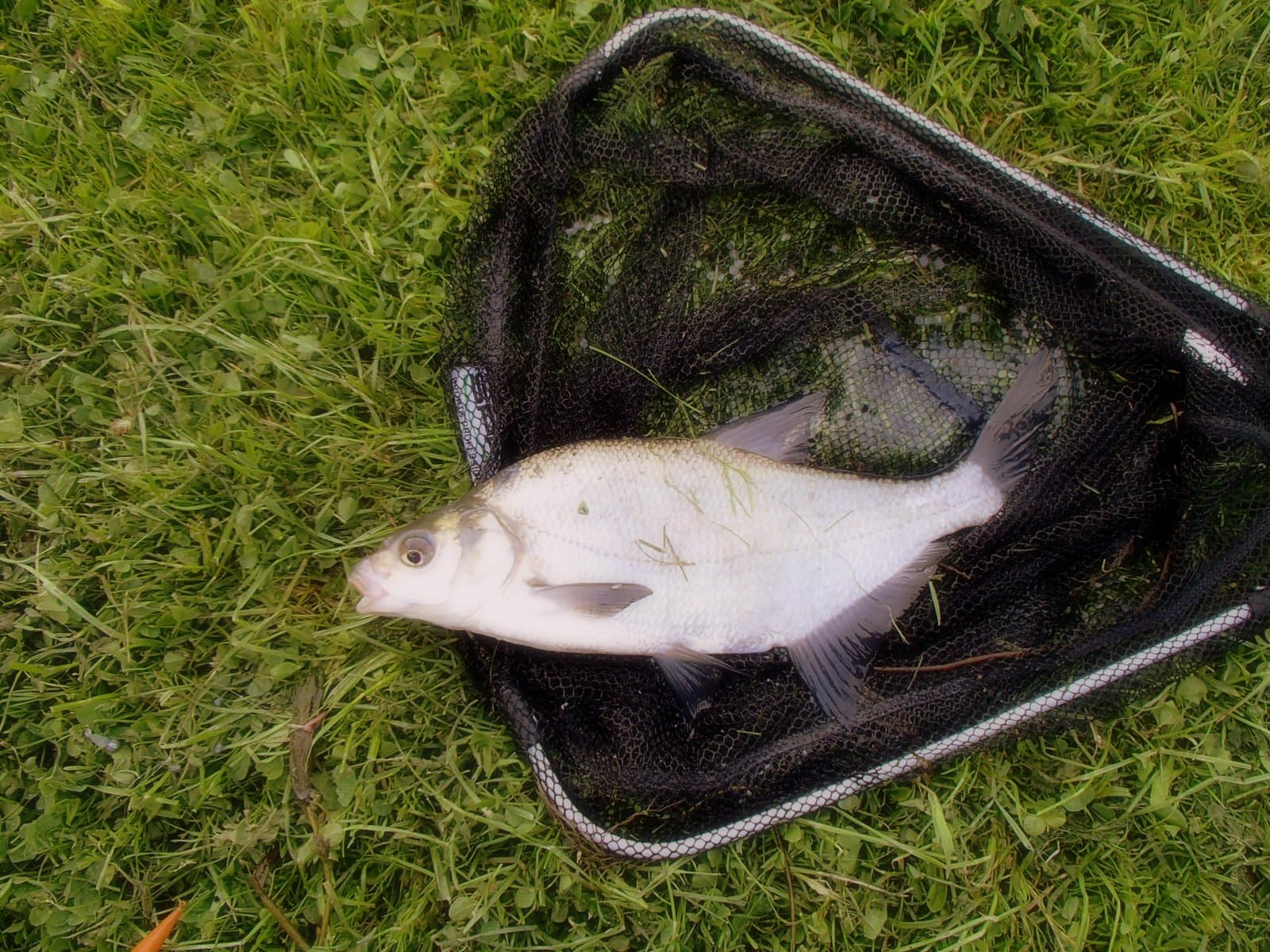 Common Bream