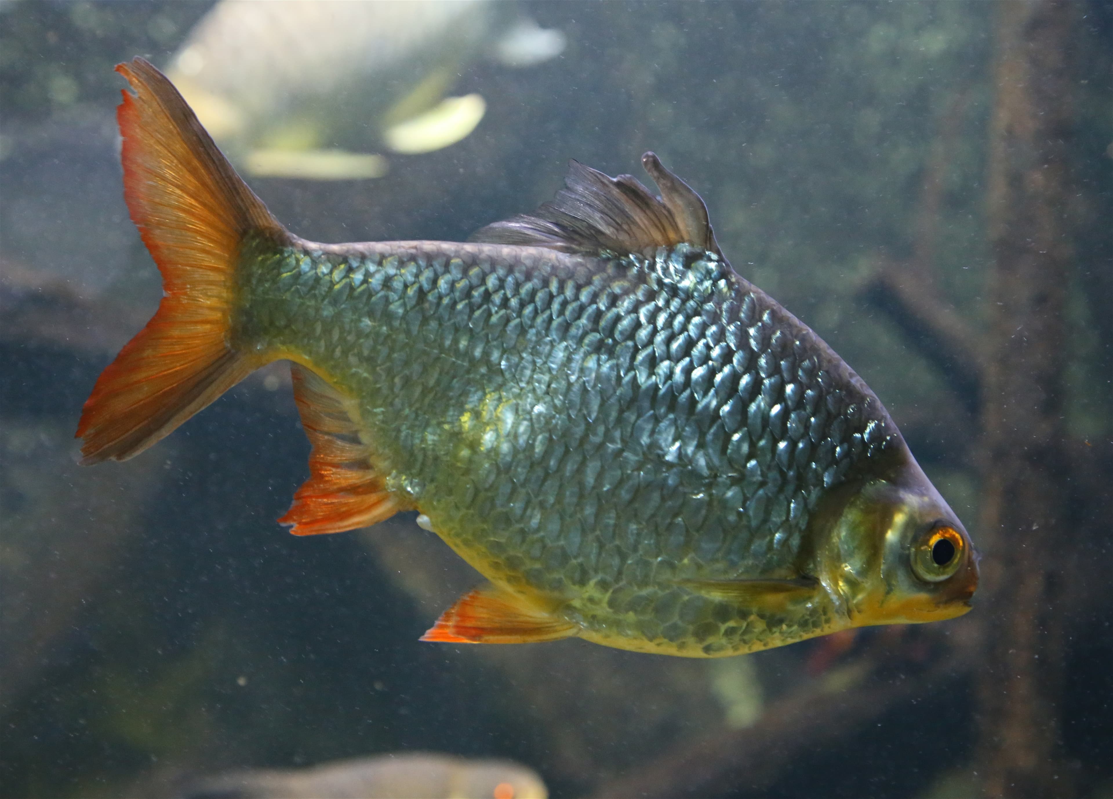 Tinfoil Barb