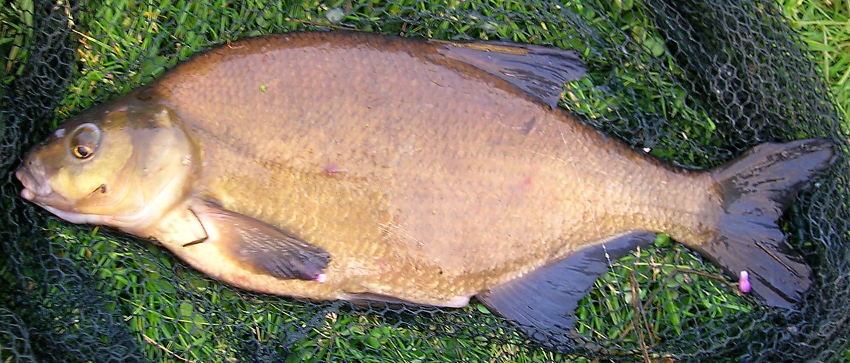 Common Bream