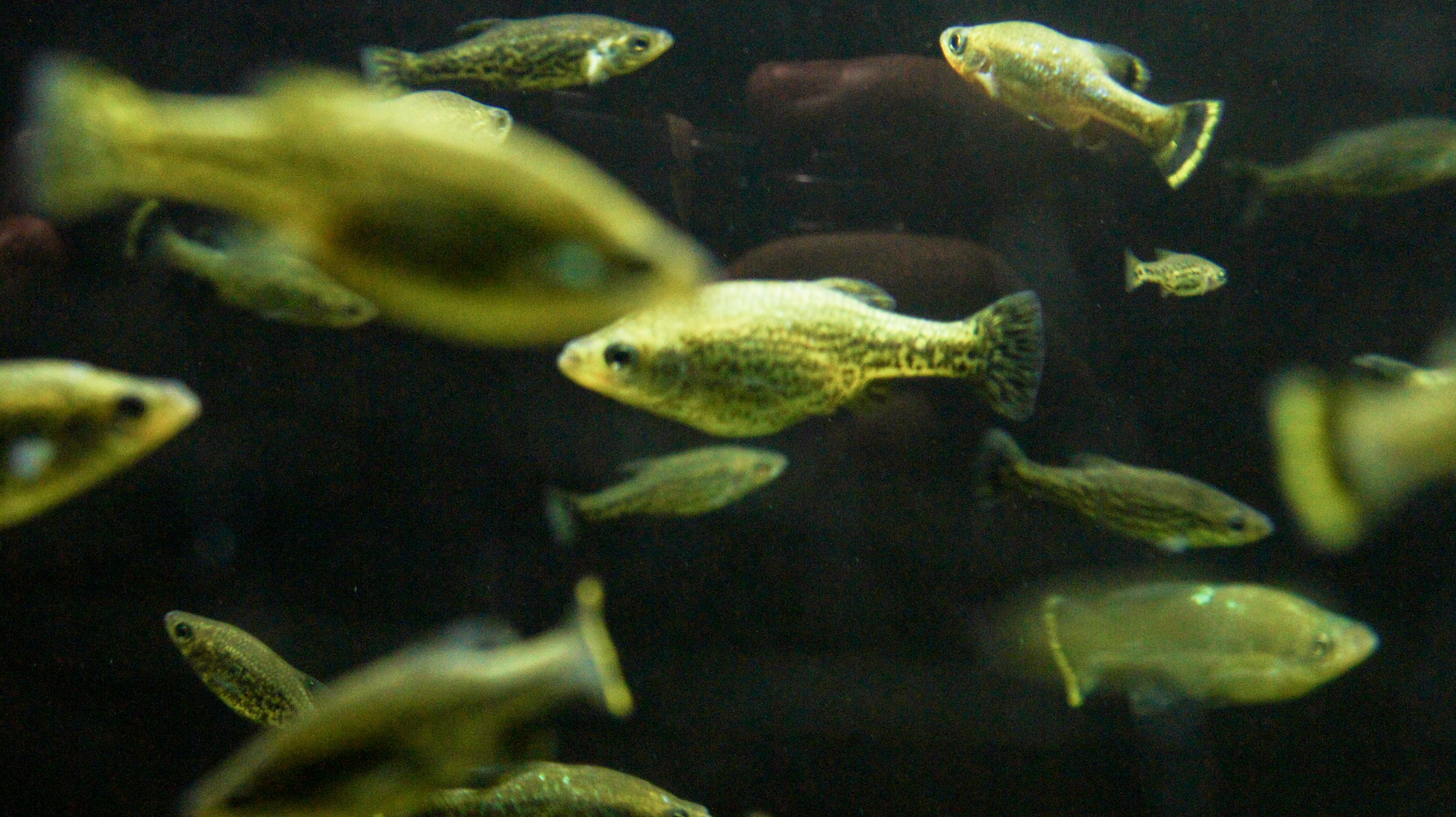Butterfly Splitfin