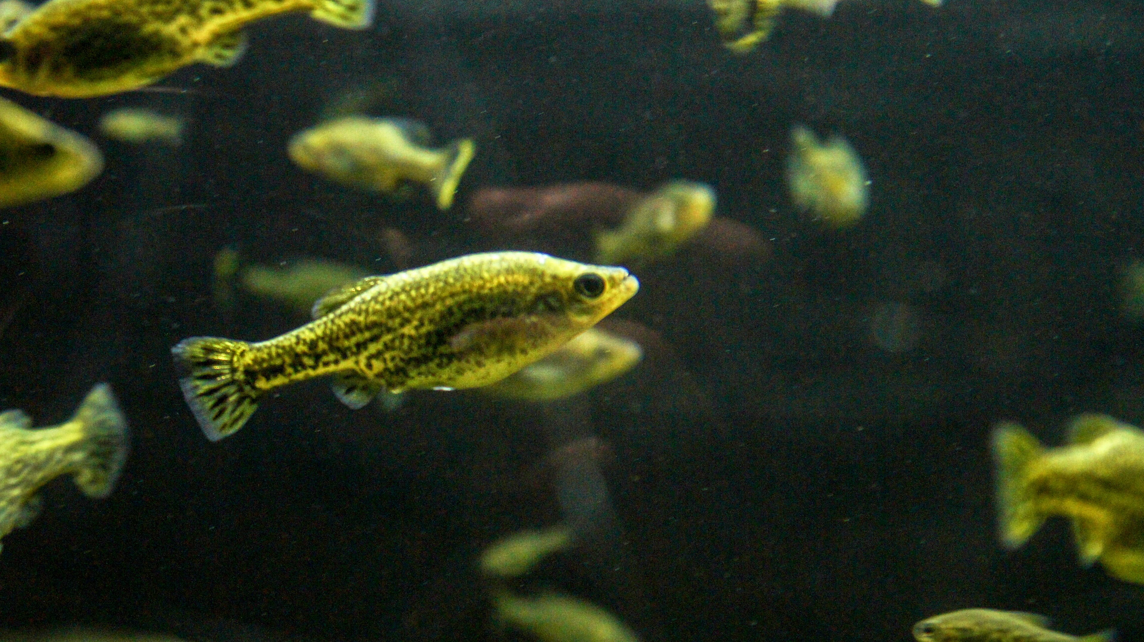 Butterfly Splitfin