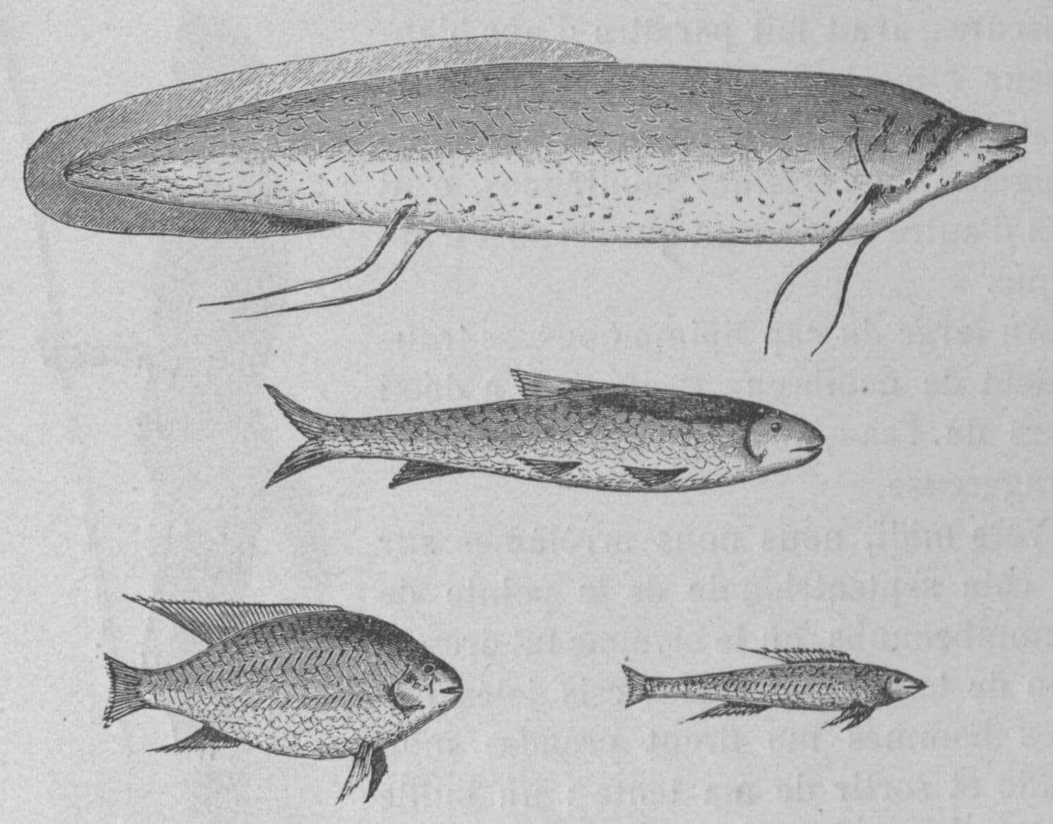 African Lungfish