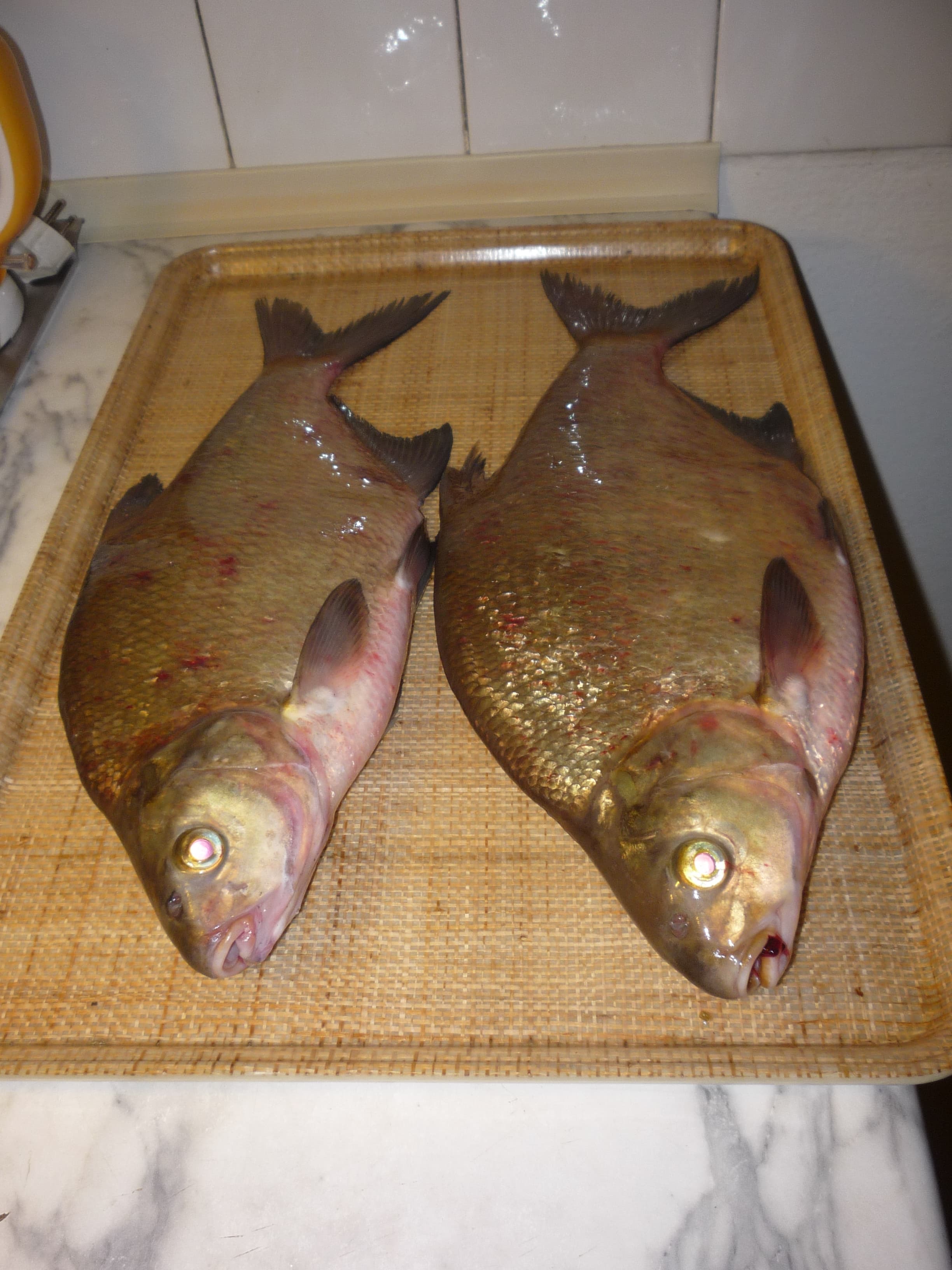 Common Bream