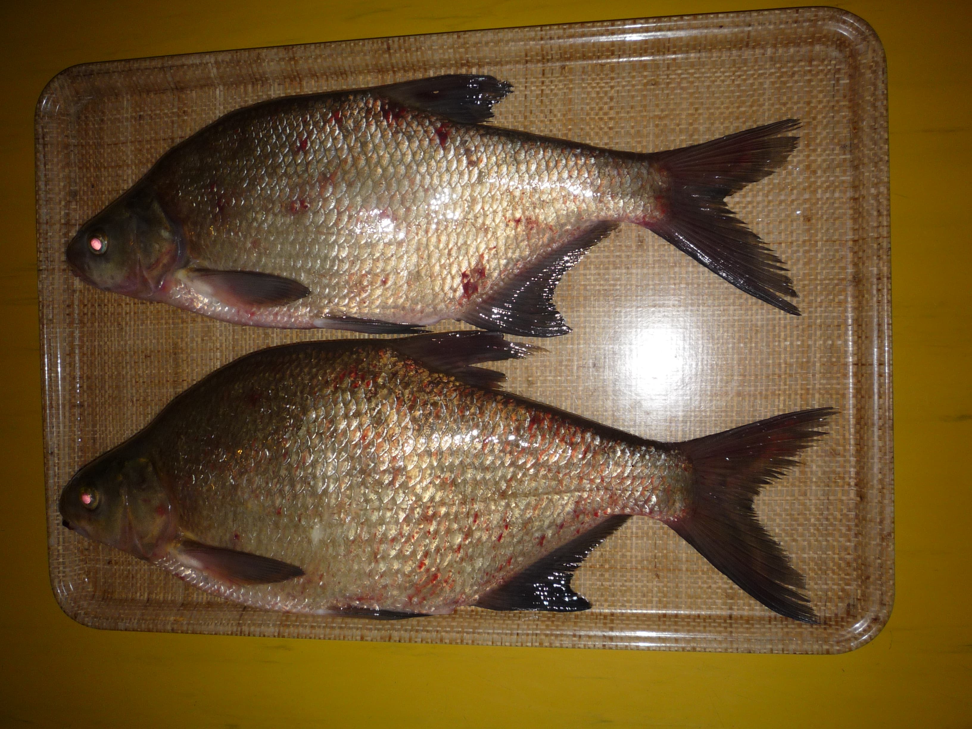 Common Bream