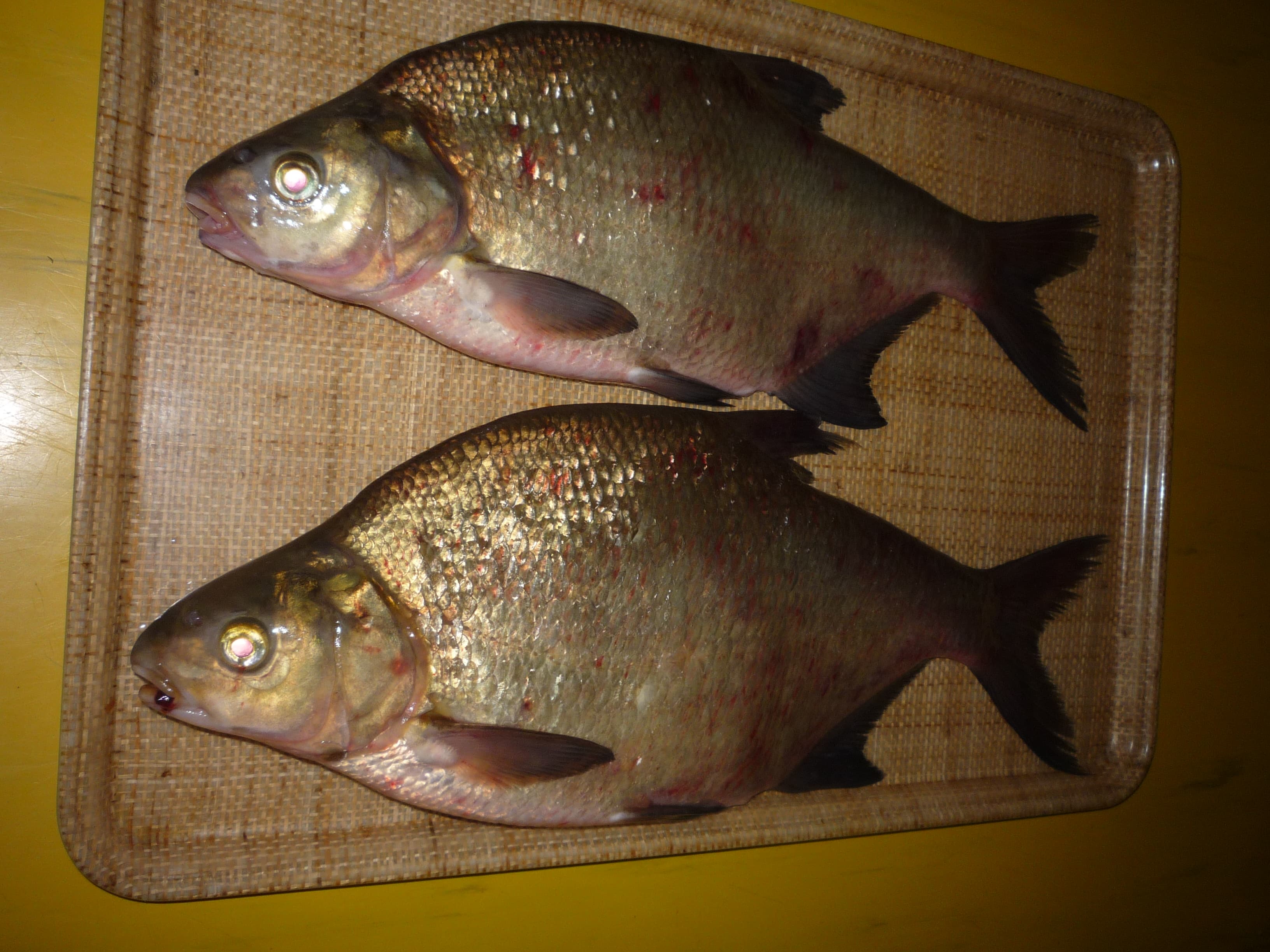 Common Bream