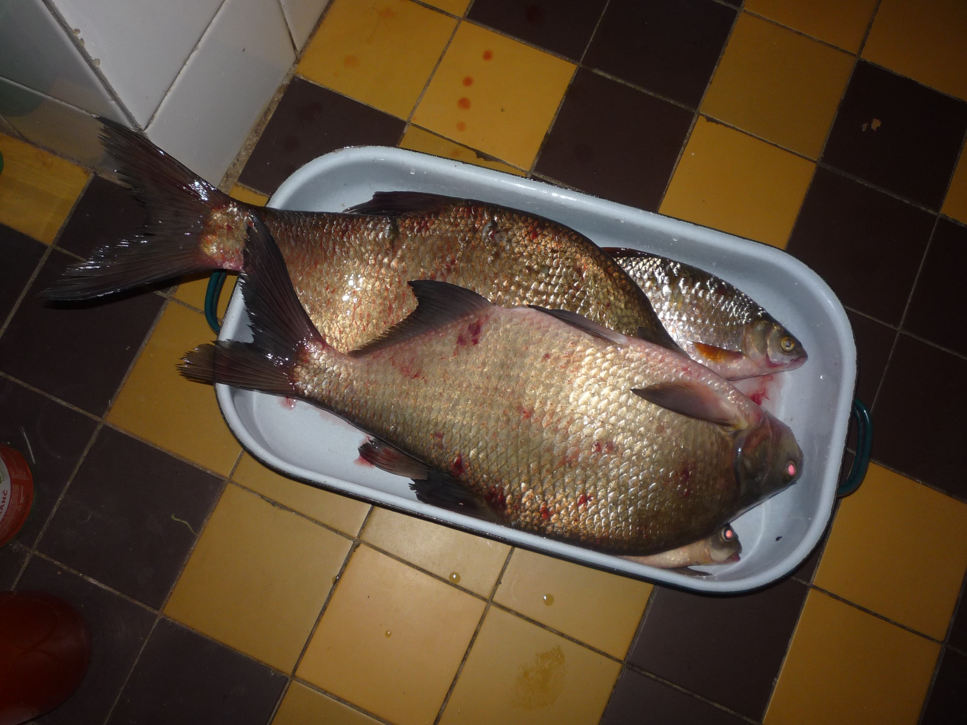 Common Bream
