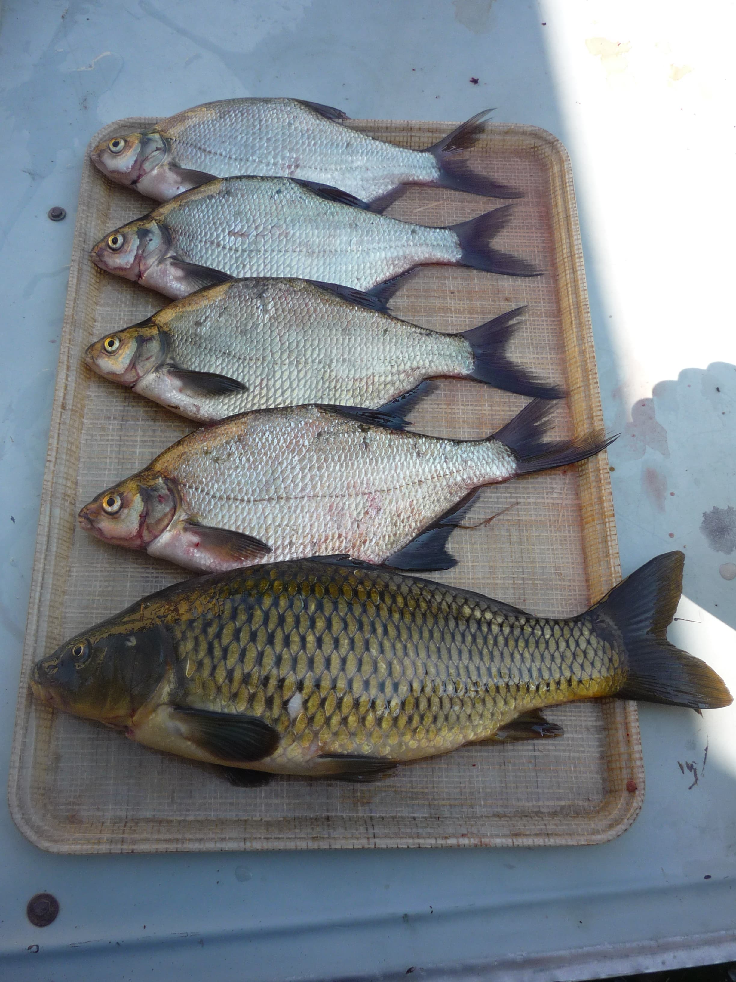 Common Carp