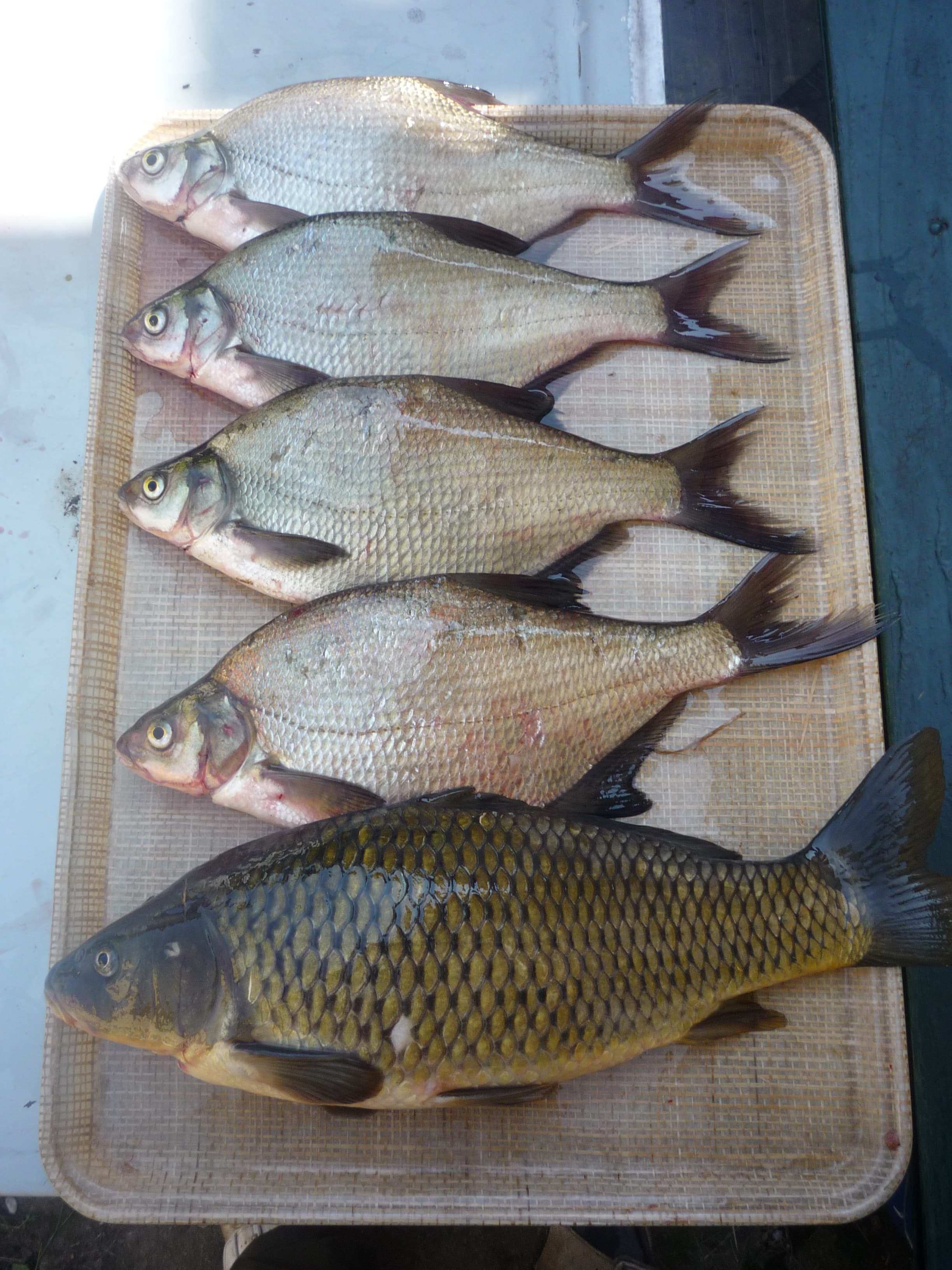 Common Carp