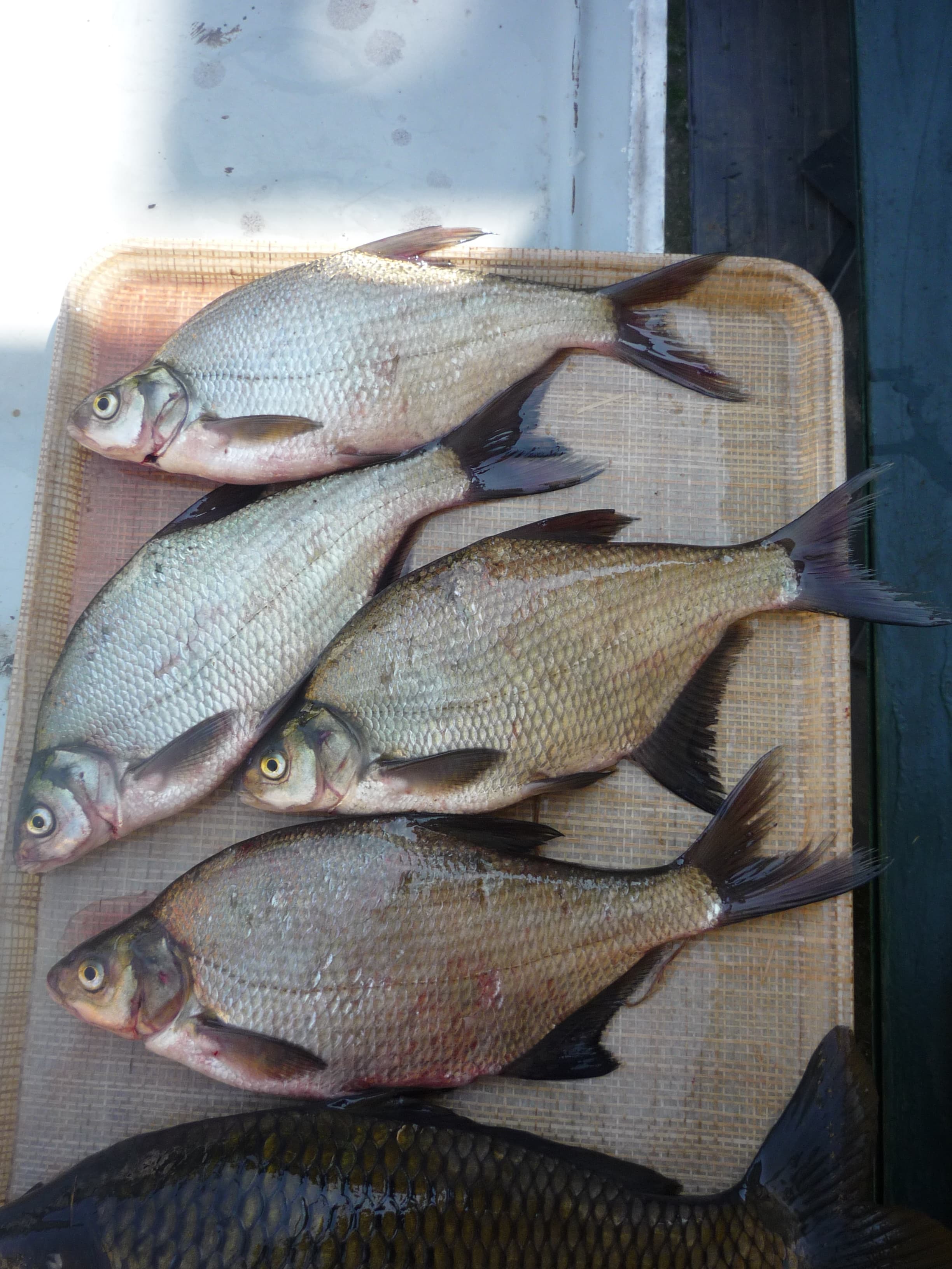Common Bream
