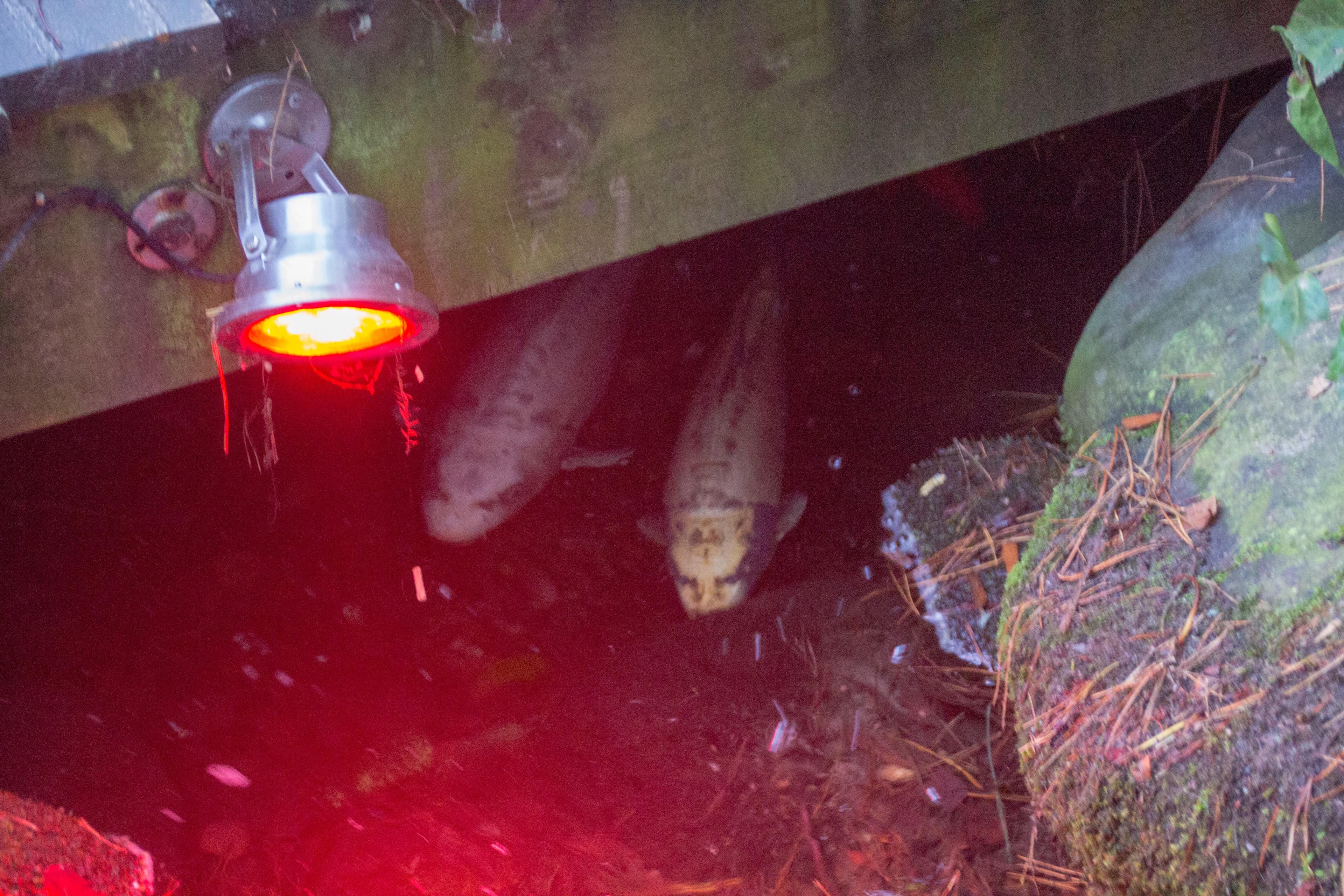 Wels Catfish