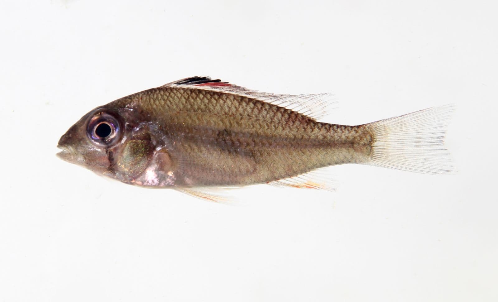 Heckel's Threadfin Acara